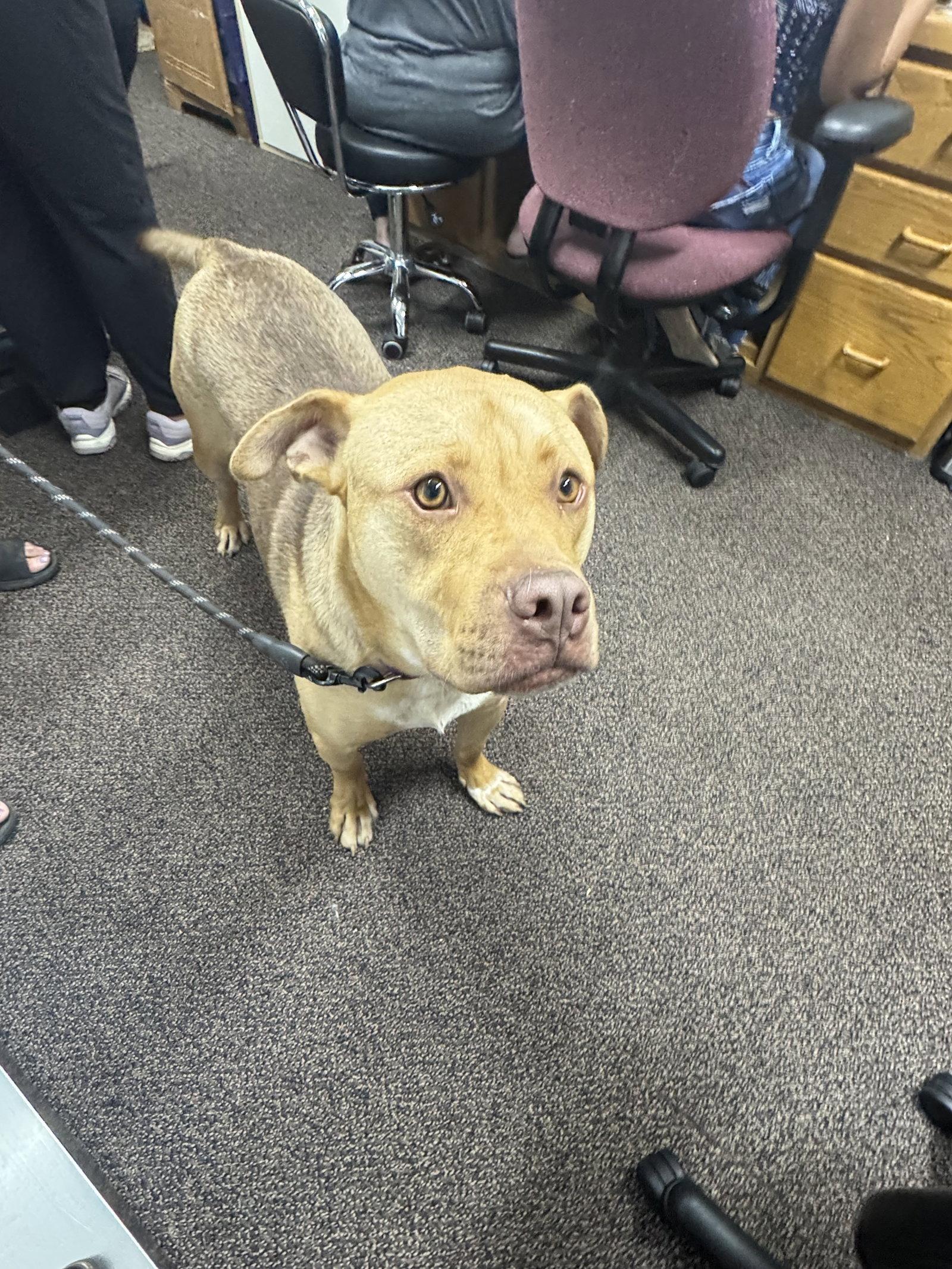 Enlarge Kootenay, a Adoptable mixed breed in Brooklyn Center, MN image 2/3