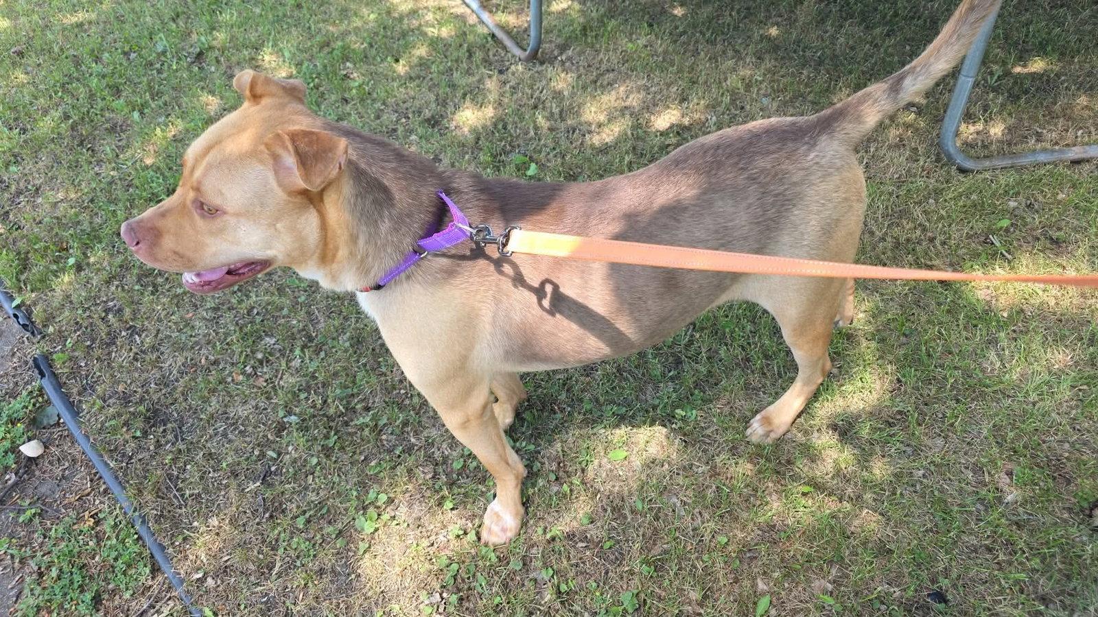 Enlarge Kootenay, a Adoptable mixed breed in Brooklyn Center, MN image 3/3