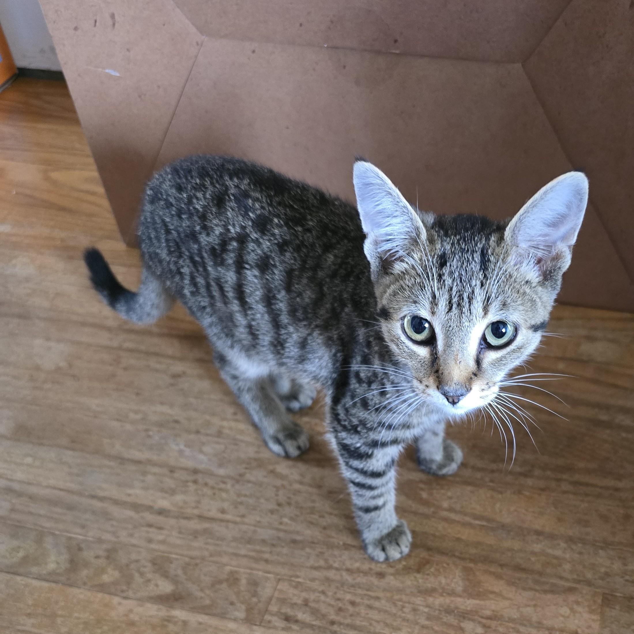 Enlarge Prospero (bonded with Jude), a Adoptable Domestic Short Hair in Scarborough, ON image 6/6