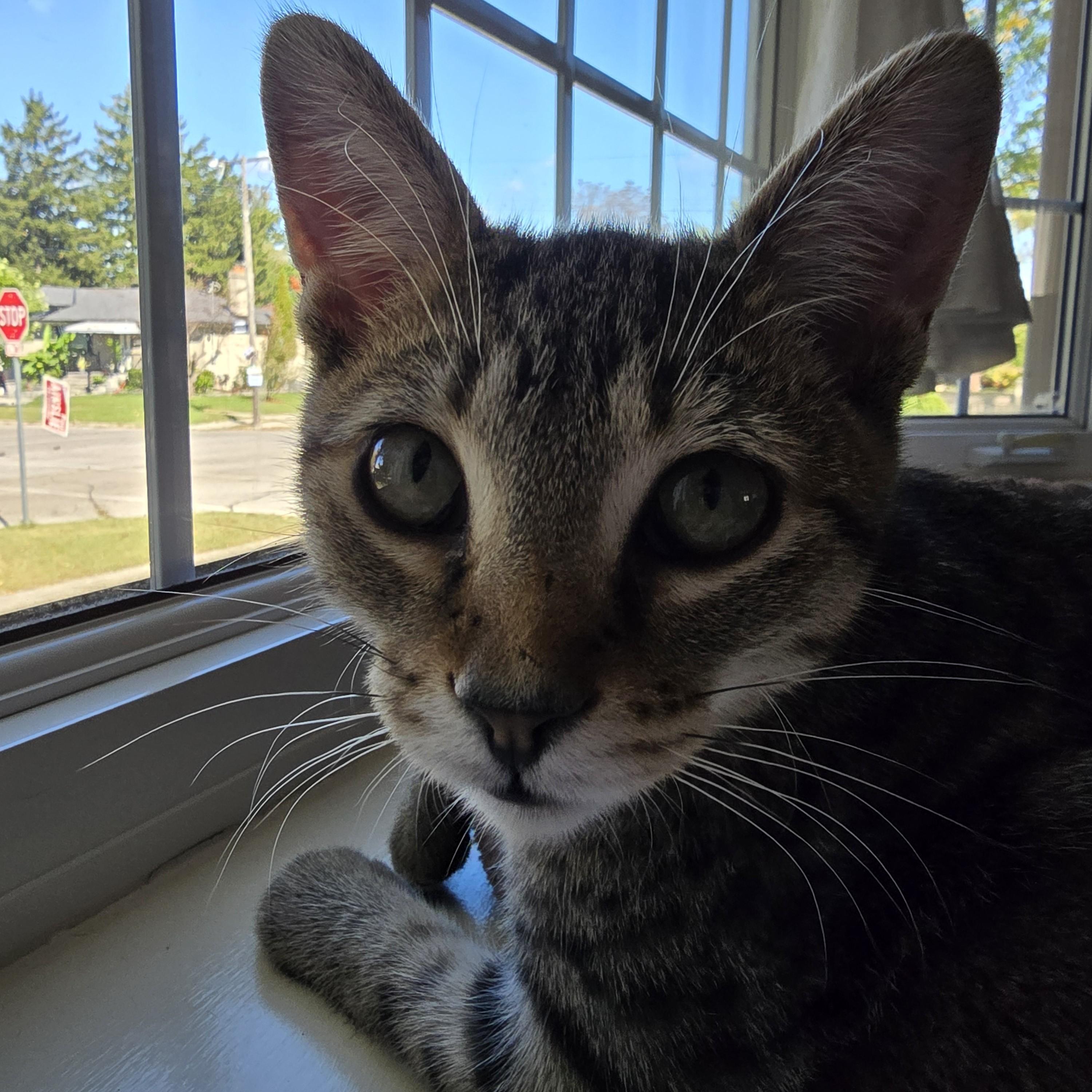Enlarge Prospero (bonded with Jude), a Adoptable Domestic Short Hair in Scarborough, ON image 5/6