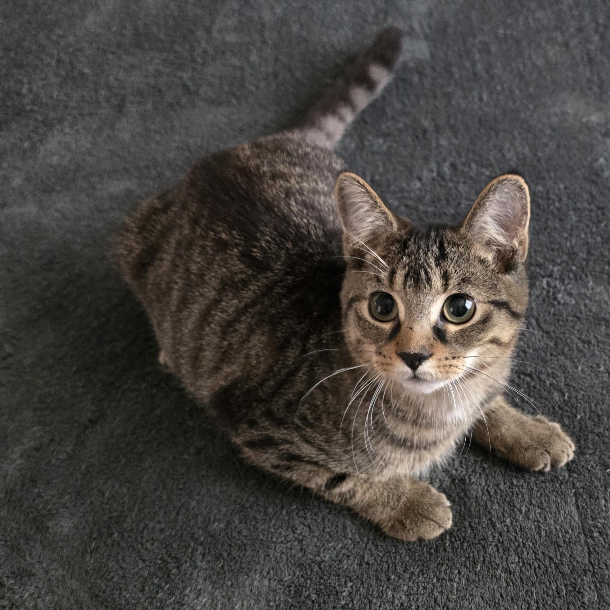 Enlarge Prospero (bonded with Jude), a Adoptable Domestic Short Hair in Scarborough, ON image 2/6