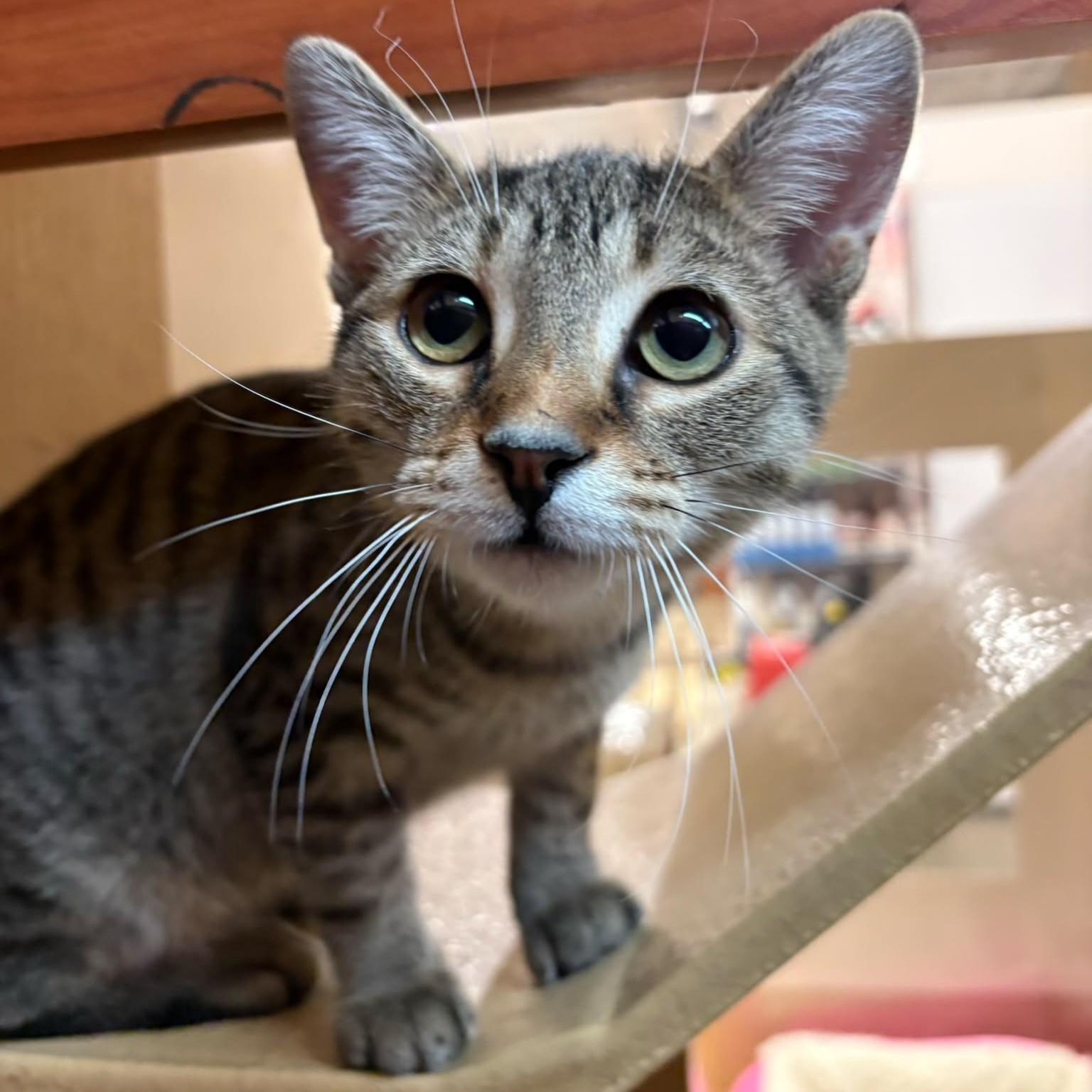 Enlarge Prospero (bonded with Jude), a Adoptable Domestic Short Hair in Scarborough, ON image 4/6