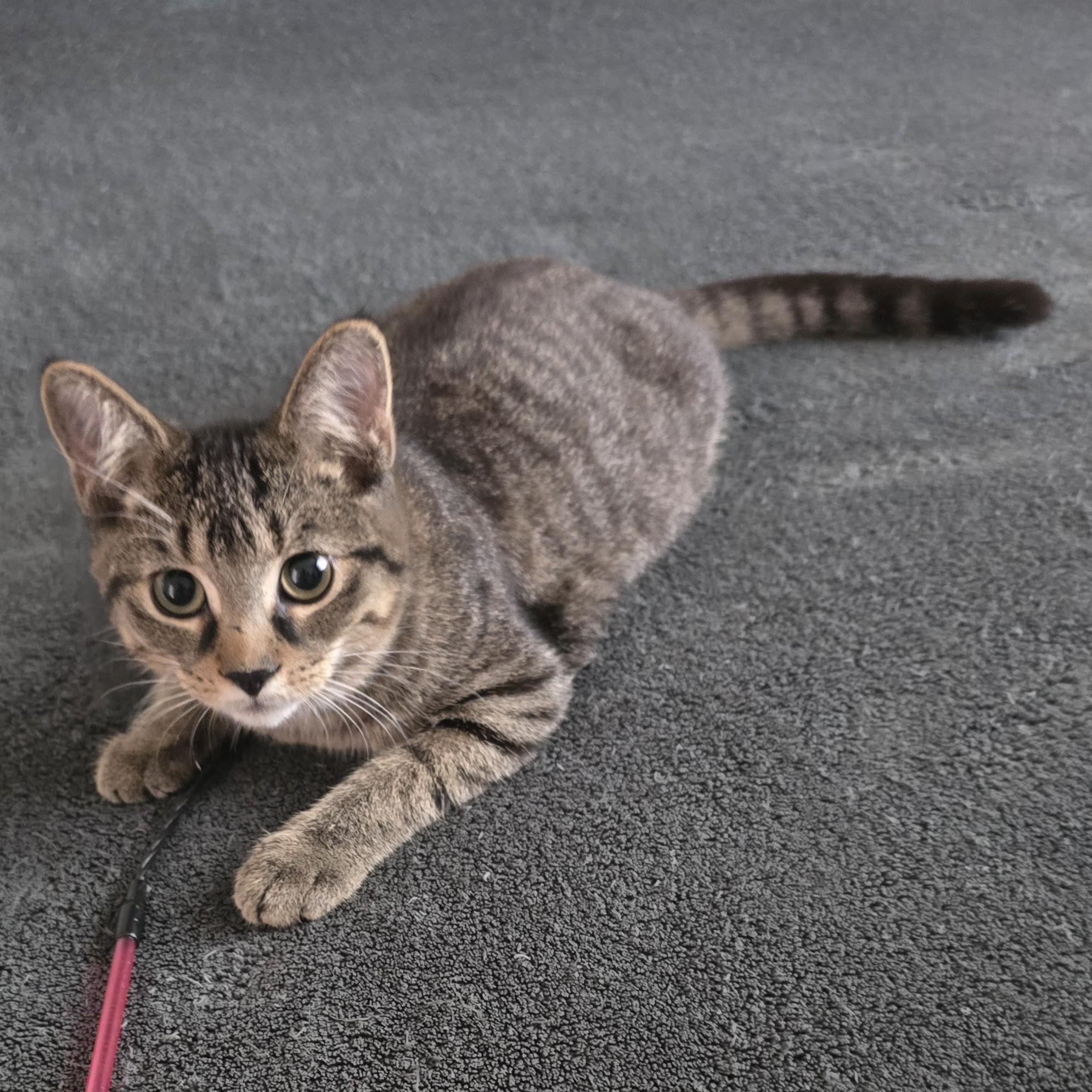 Prospero (bonded with Jude), Adoptable, Kitten Male Domestic Short Hair.