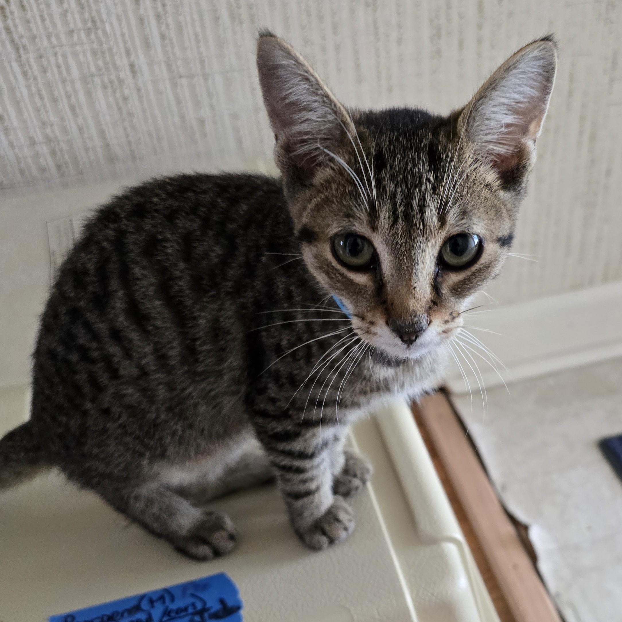 Enlarge Prospero (bonded with Jude), a Adoptable Domestic Short Hair in Scarborough, ON image 3/6