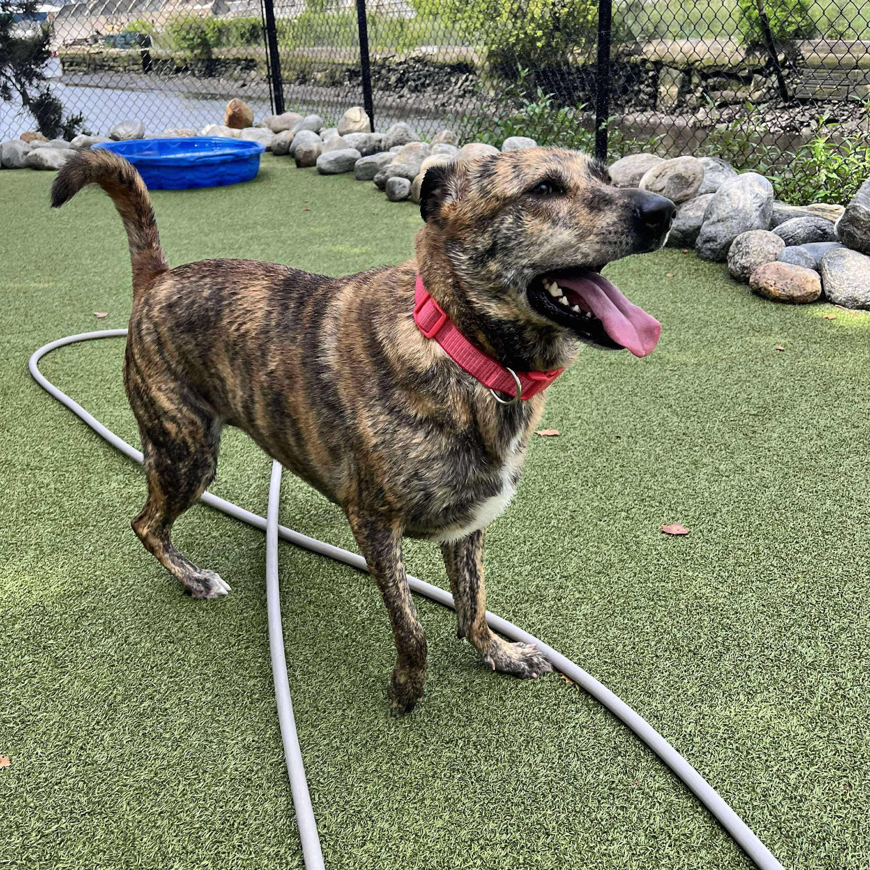 Enlarge IGGY, a Adoptable mixed breed in Stamford, CT image 3/6