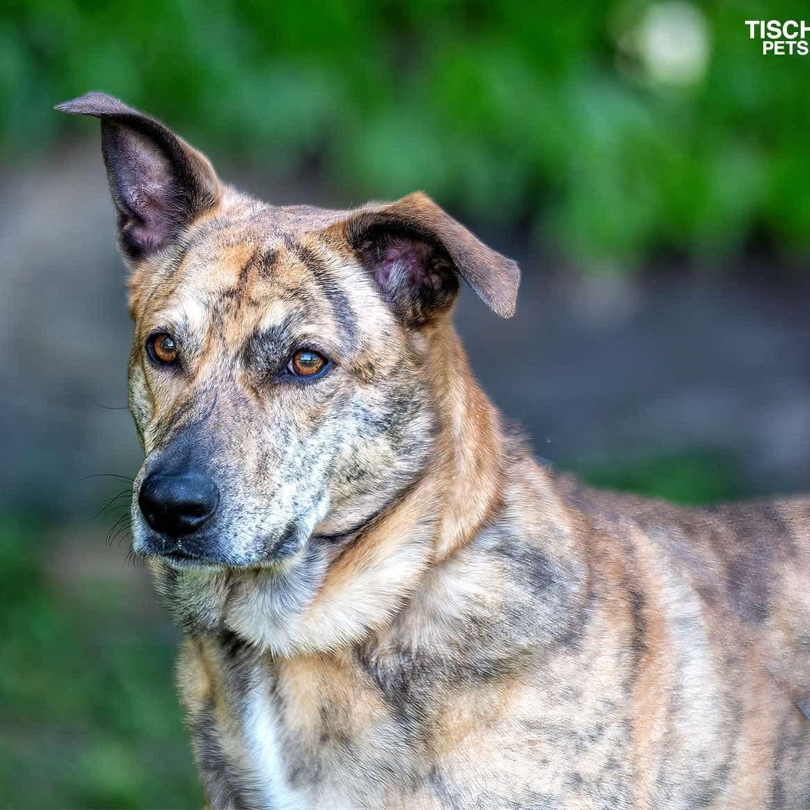 Enlarge IGGY, a Adoptable mixed breed in Stamford, CT image 1/6