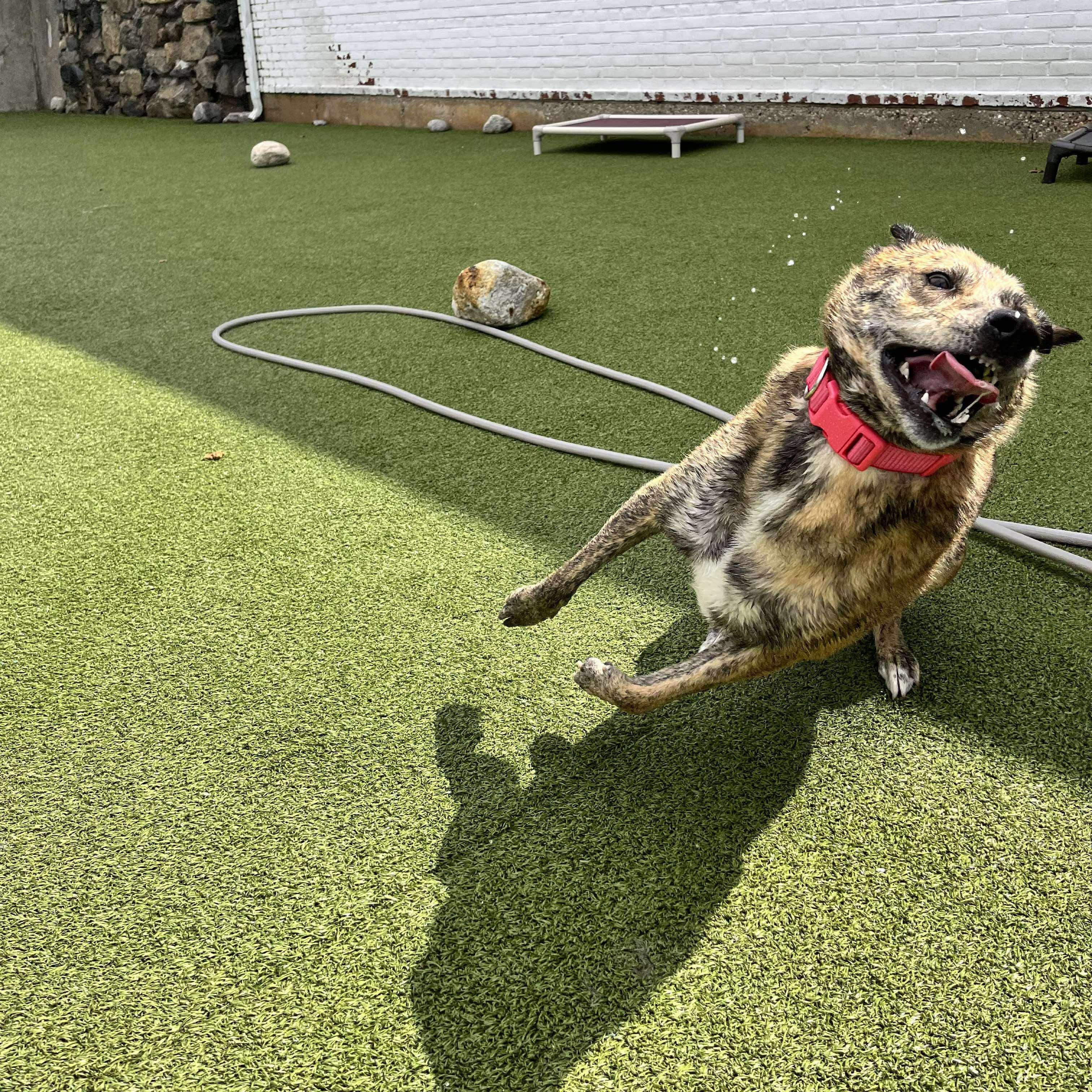 Enlarge IGGY, a Adoptable mixed breed in Stamford, CT image 4/6