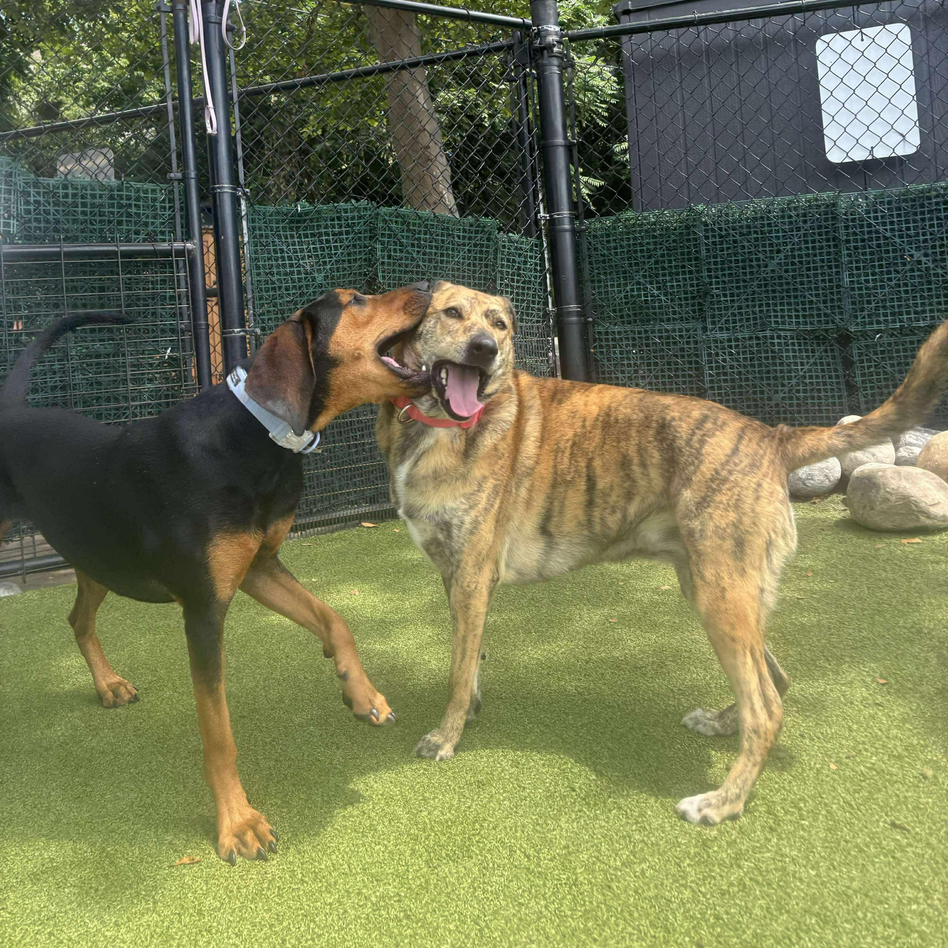 Enlarge IGGY, a Adoptable mixed breed in Stamford, CT image 5/6