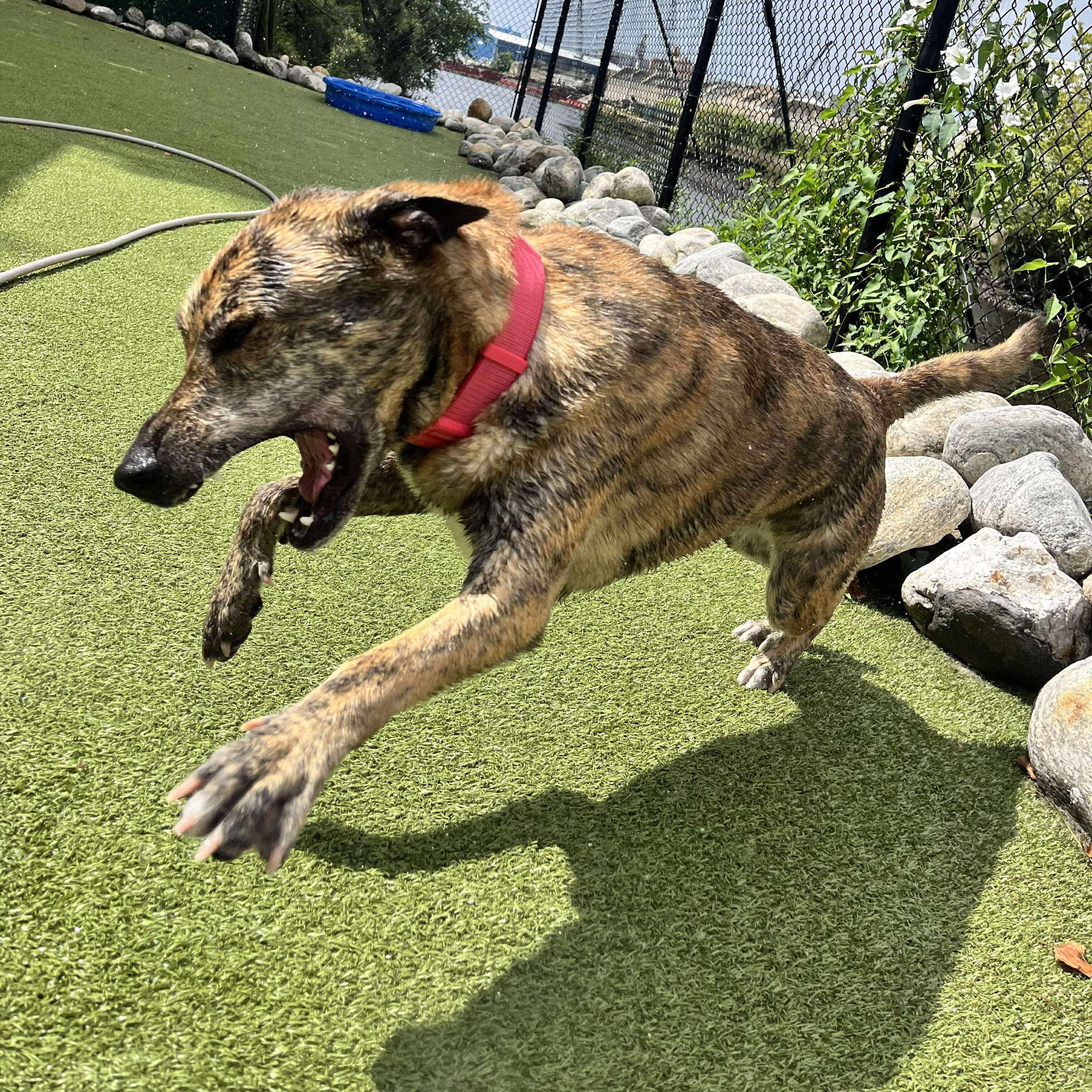 Enlarge IGGY, a Adoptable mixed breed in Stamford, CT image 6/6