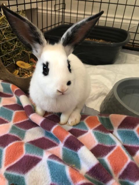 Enlarge Jingle, an adopted mixed breed in San Antonio, TX image 1/1