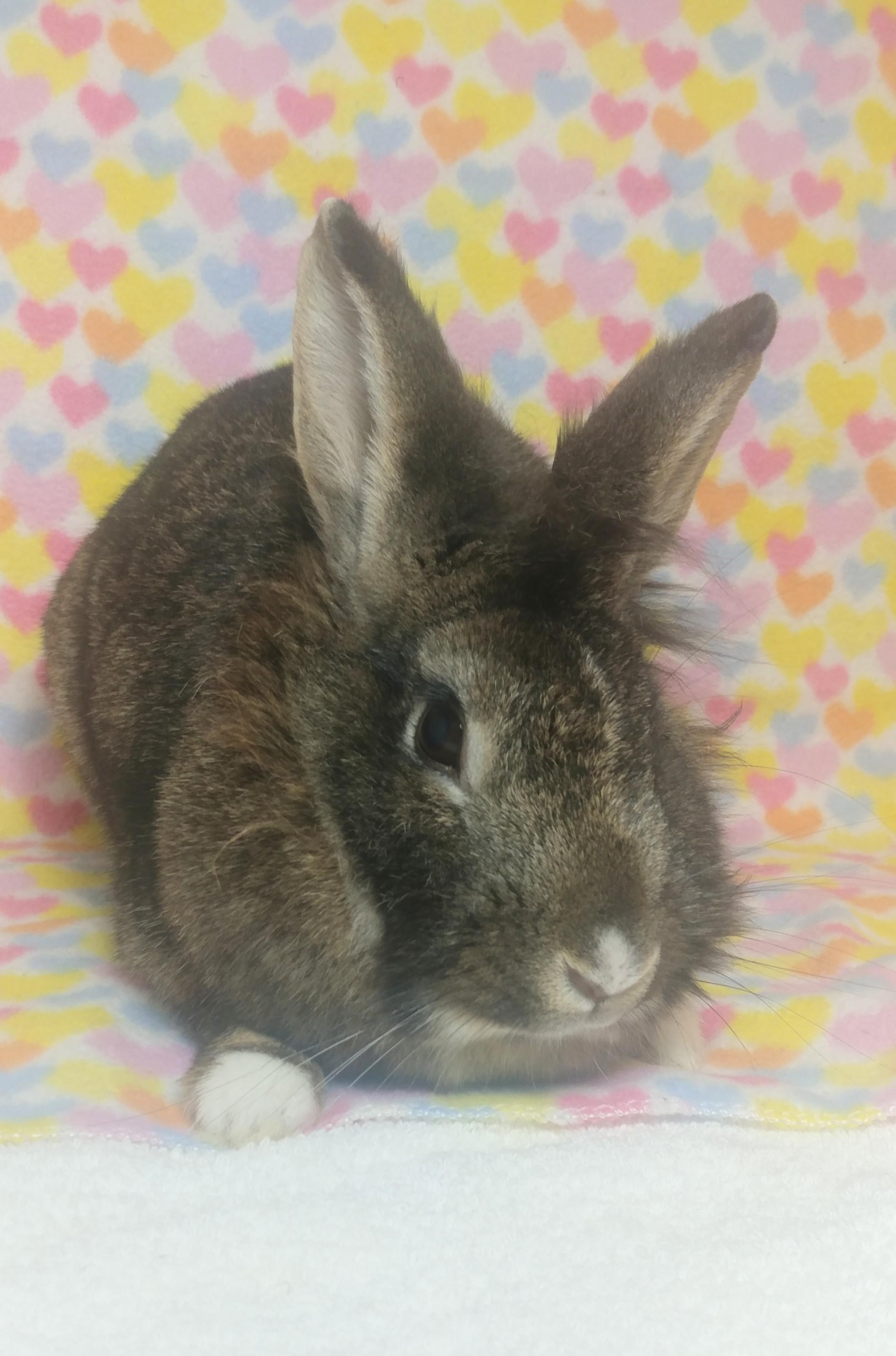 Enlarge Fable, an adoptable mixed breed in Lake Elsinore, CA image 2/6