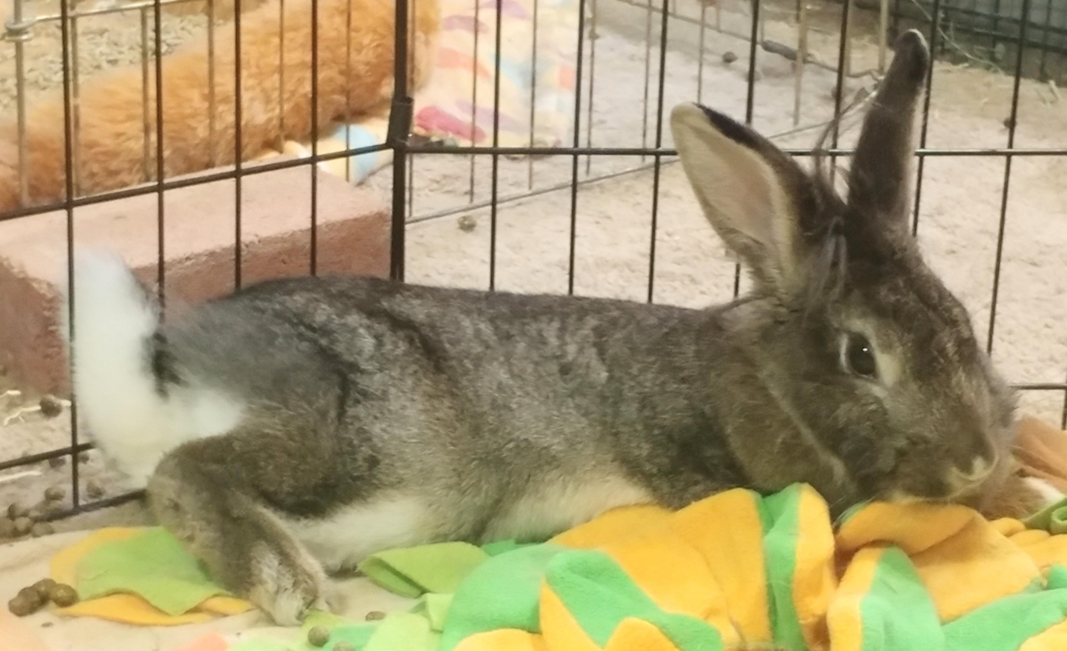 Fable, adoptable, Young Female Lionhead.