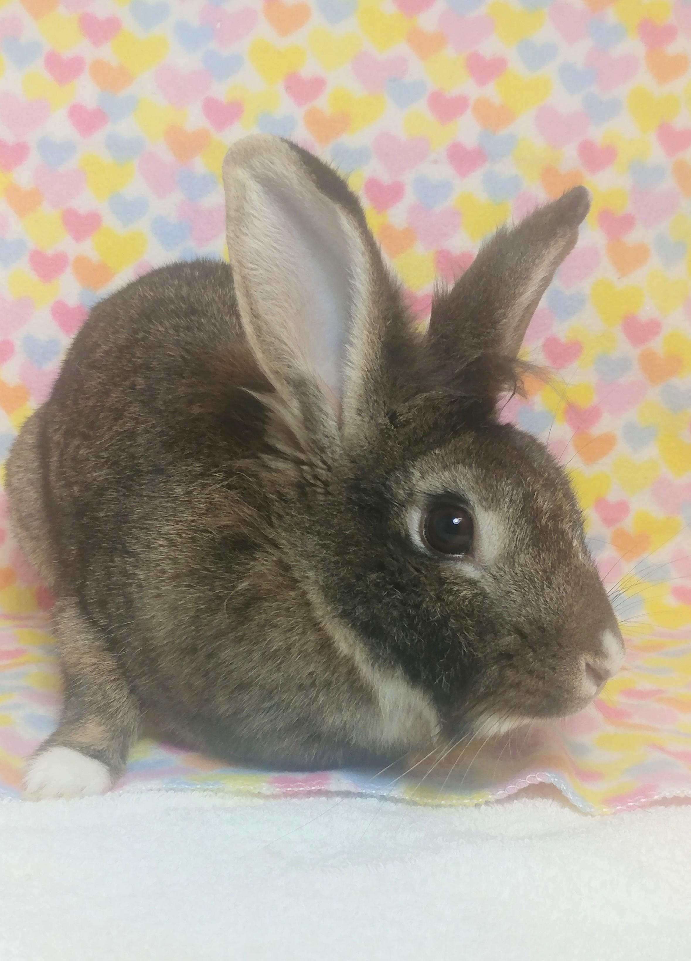 Enlarge Fable, an adoptable mixed breed in Lake Elsinore, CA image 3/6