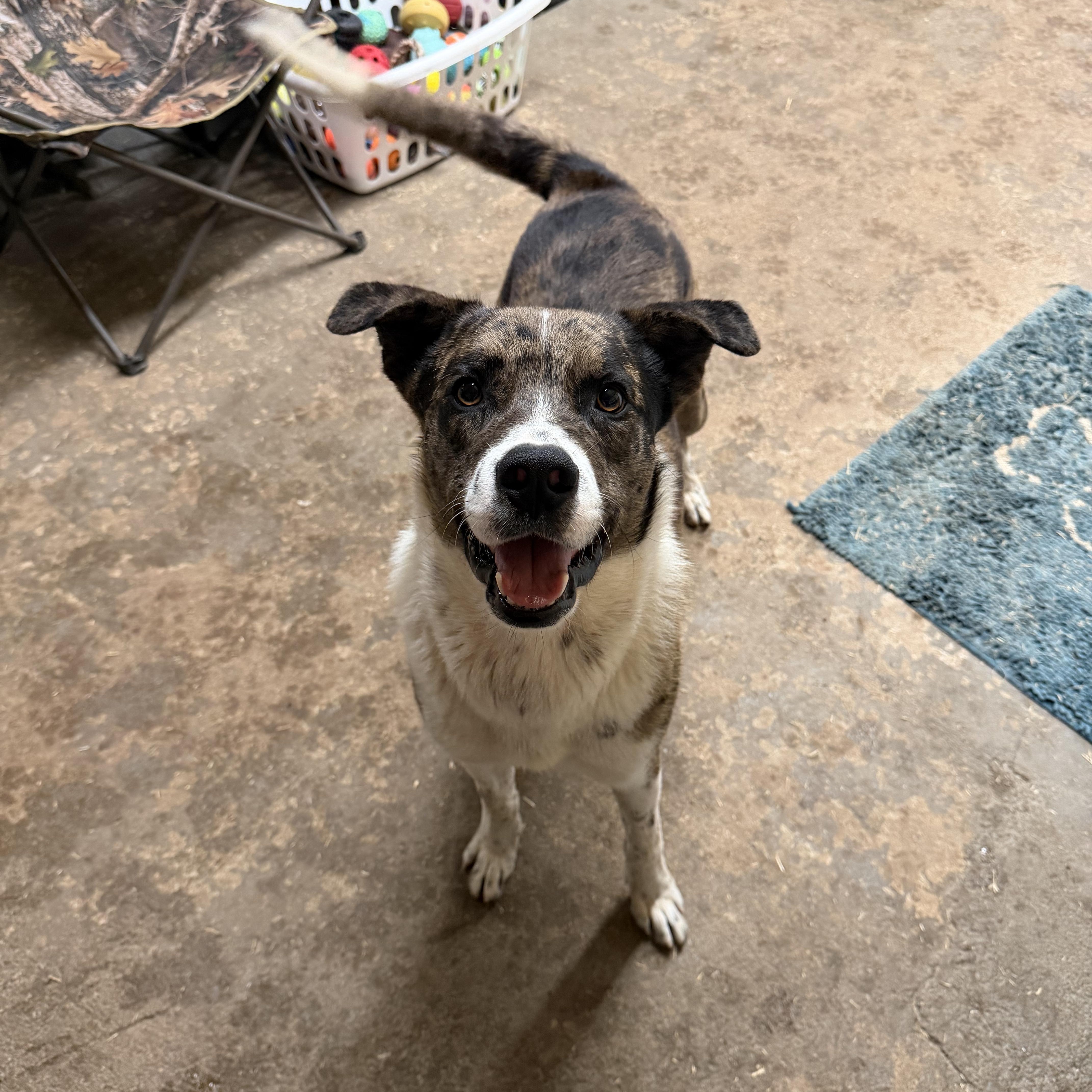 Ruger, adopted, Young Male Catahoula Leopard Dog.