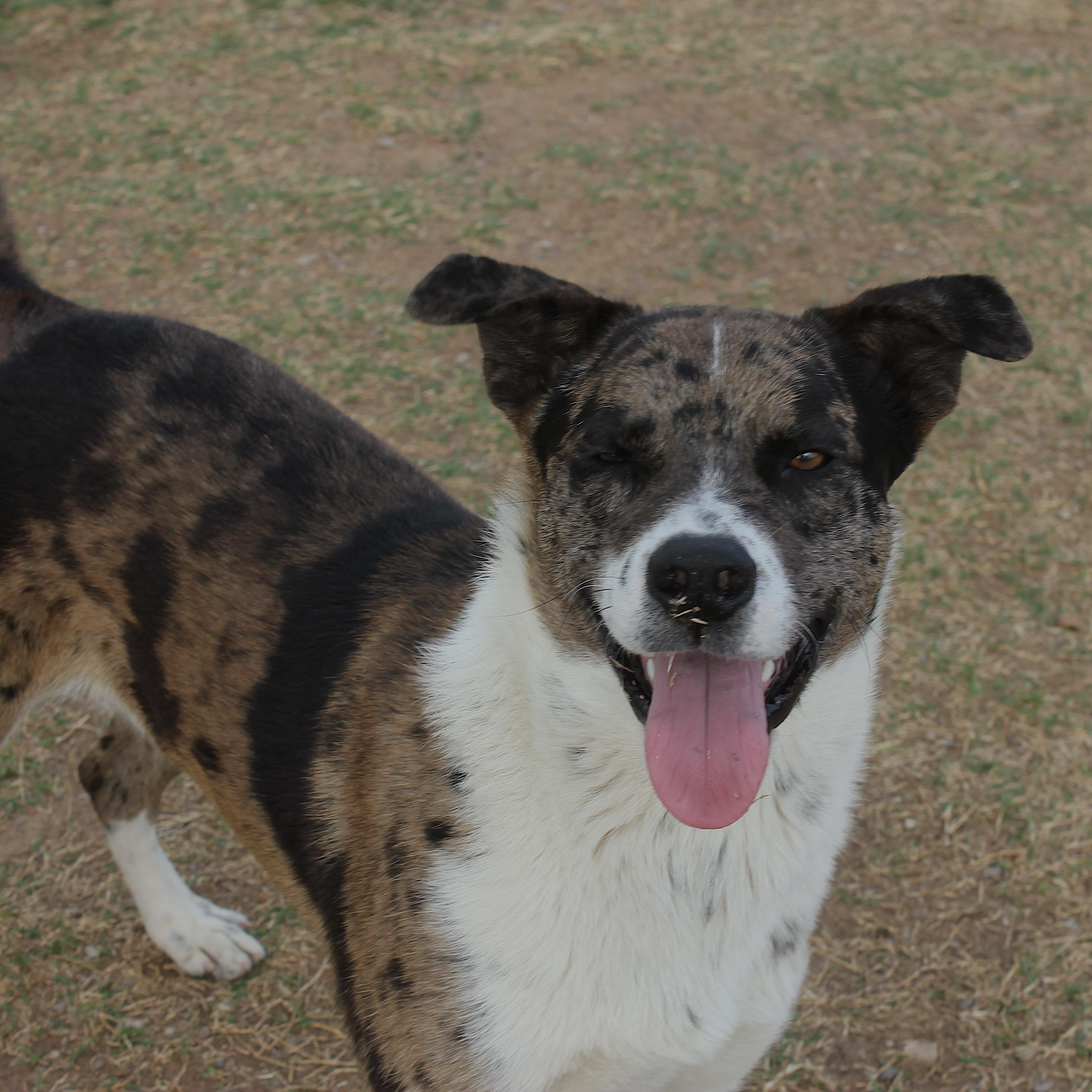 Enlarge Ruger, an adopted Catahoula Leopard Dog in Geronimo, OK image 3/3