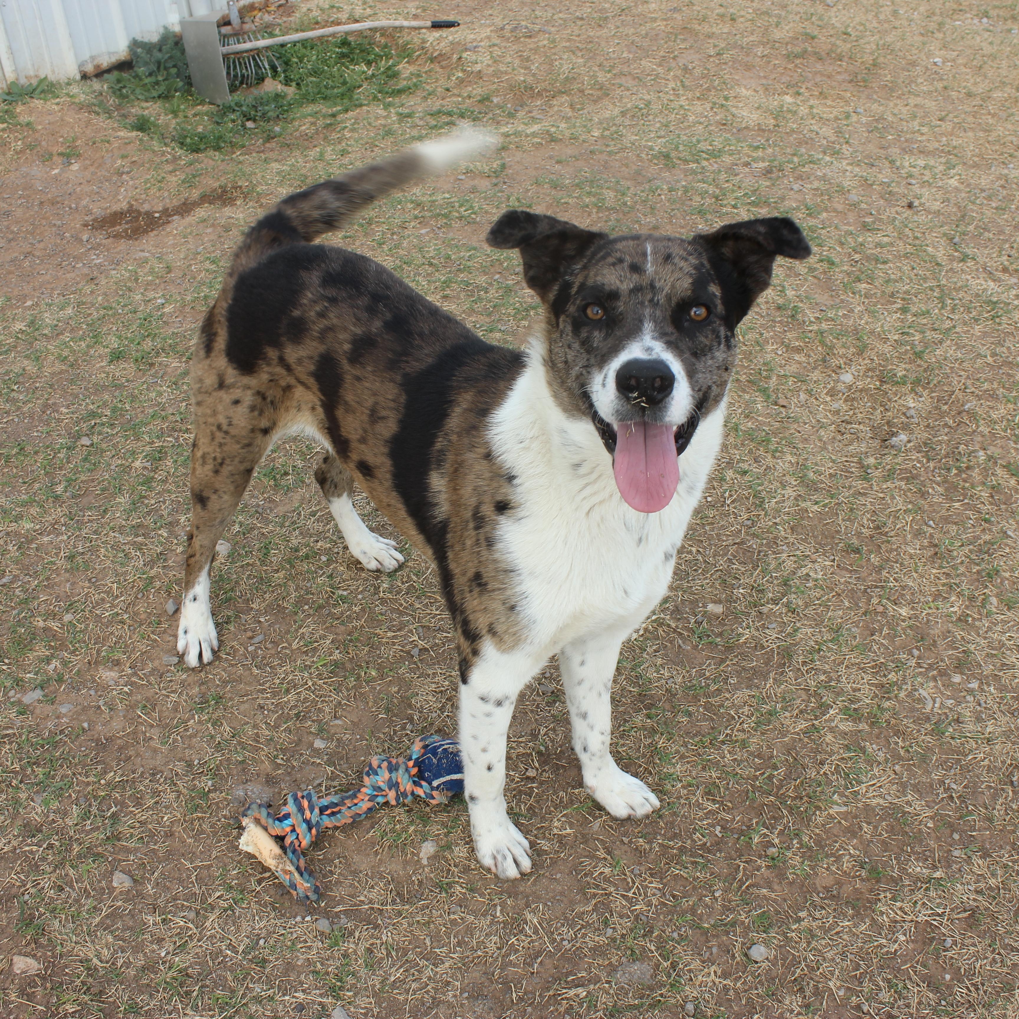 Enlarge Ruger, an adopted Catahoula Leopard Dog in Geronimo, OK image 2/3