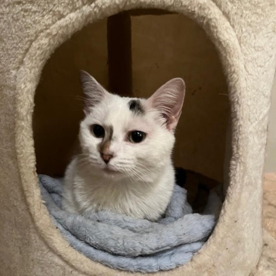 Enlarge Sassafras Tarkitty, a Adoptable Domestic Short Hair in Merrifield, VA image 1/5