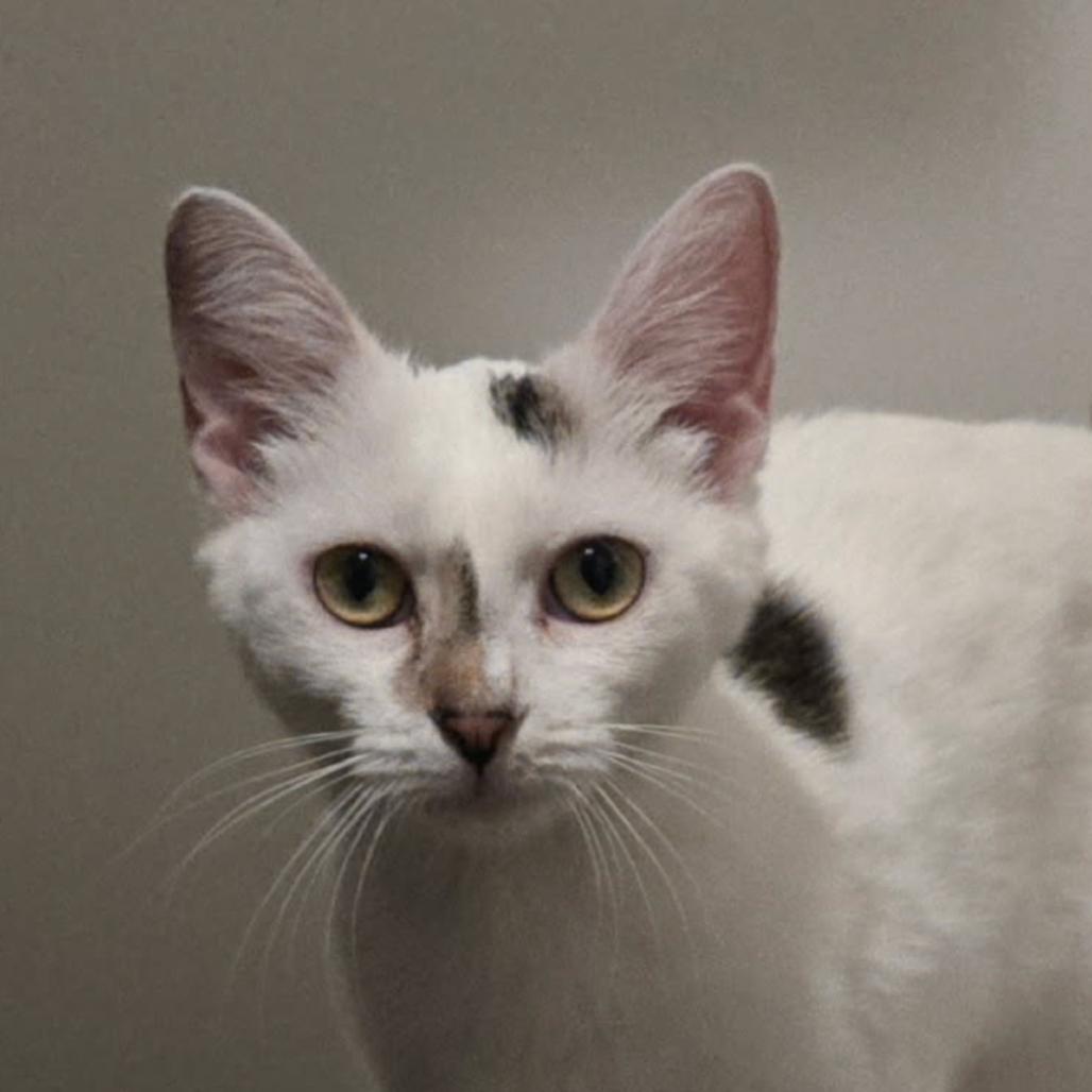 Enlarge Sassafras Tarkitty, a Adoptable Domestic Short Hair in Merrifield, VA image 2/6