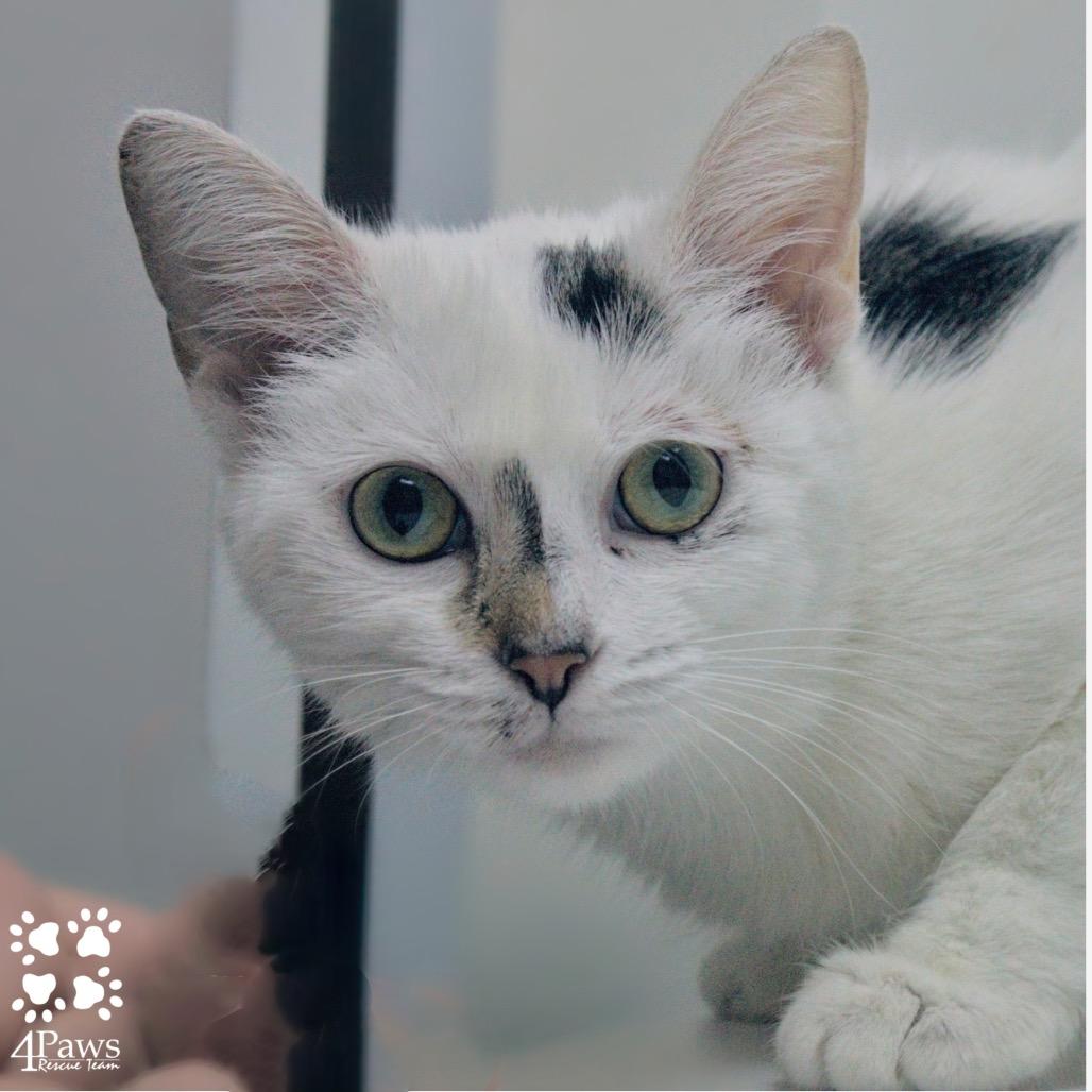 Enlarge Sassafras Tarkitty, a Adoptable Domestic Short Hair in Merrifield, VA image 3/5