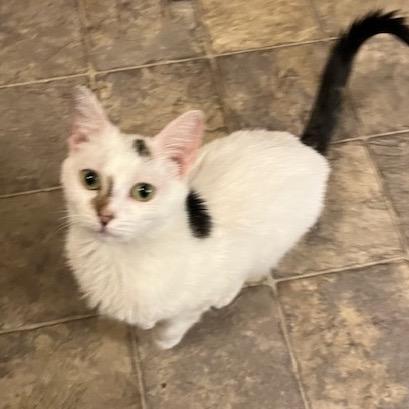 Enlarge Sassafras Tarkitty, a Adoptable Domestic Short Hair in Merrifield, VA image 4/5