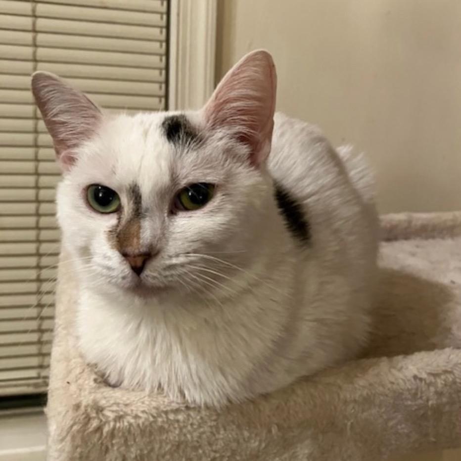 Enlarge Sassafras Tarkitty, a Adoptable Domestic Short Hair in Merrifield, VA image 5/5