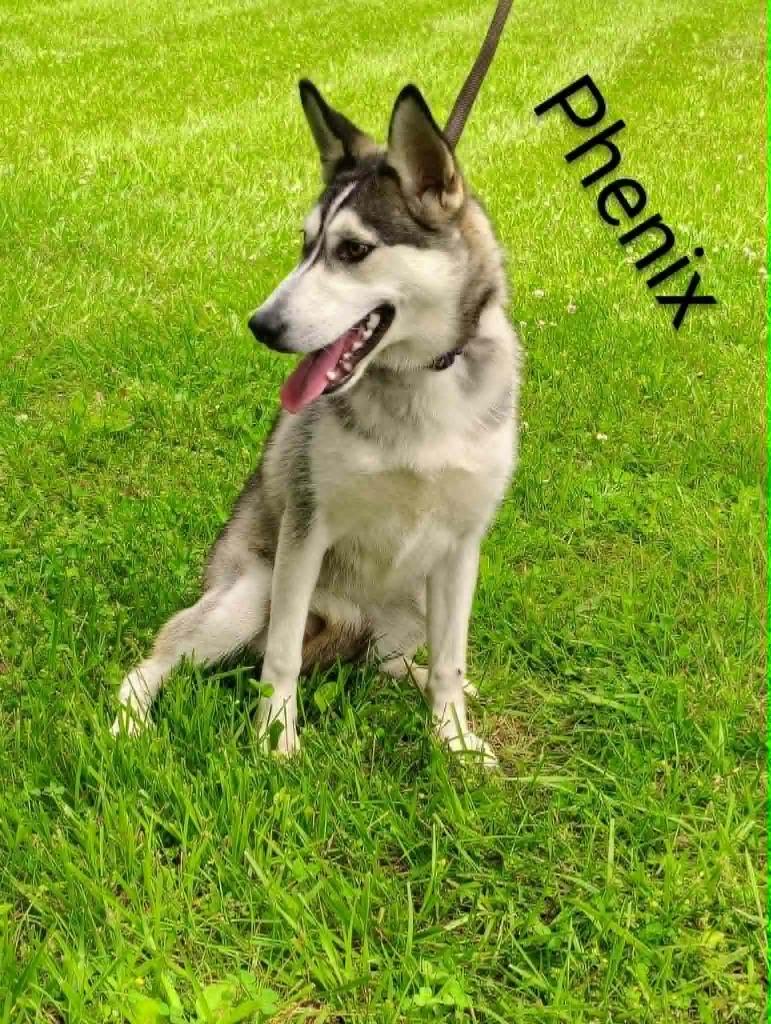 Phenix, Adoptable, Young Female Husky.