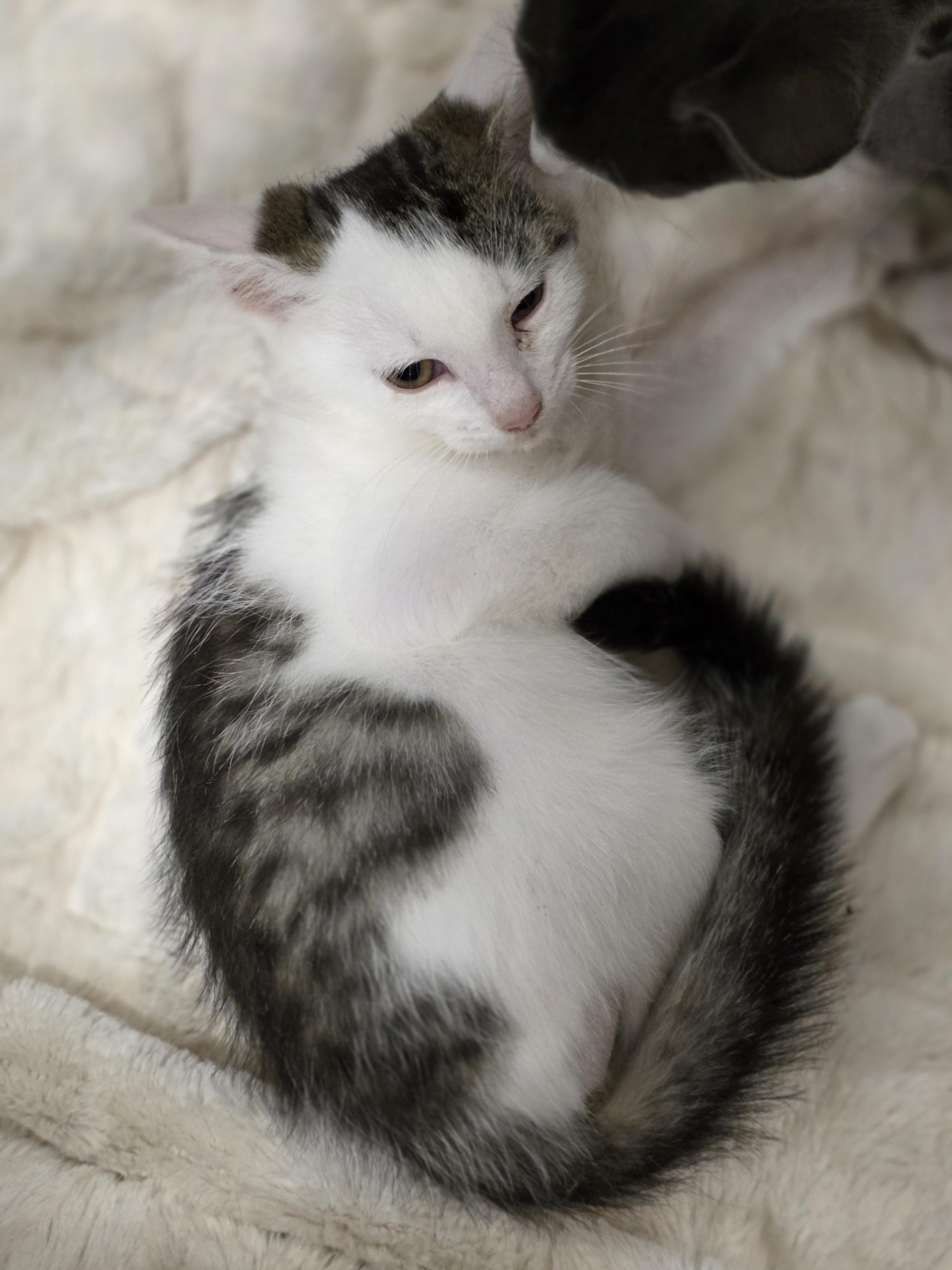Enlarge Beetlebug, a Adopted Tabby in Richmond, VA image 2/6
