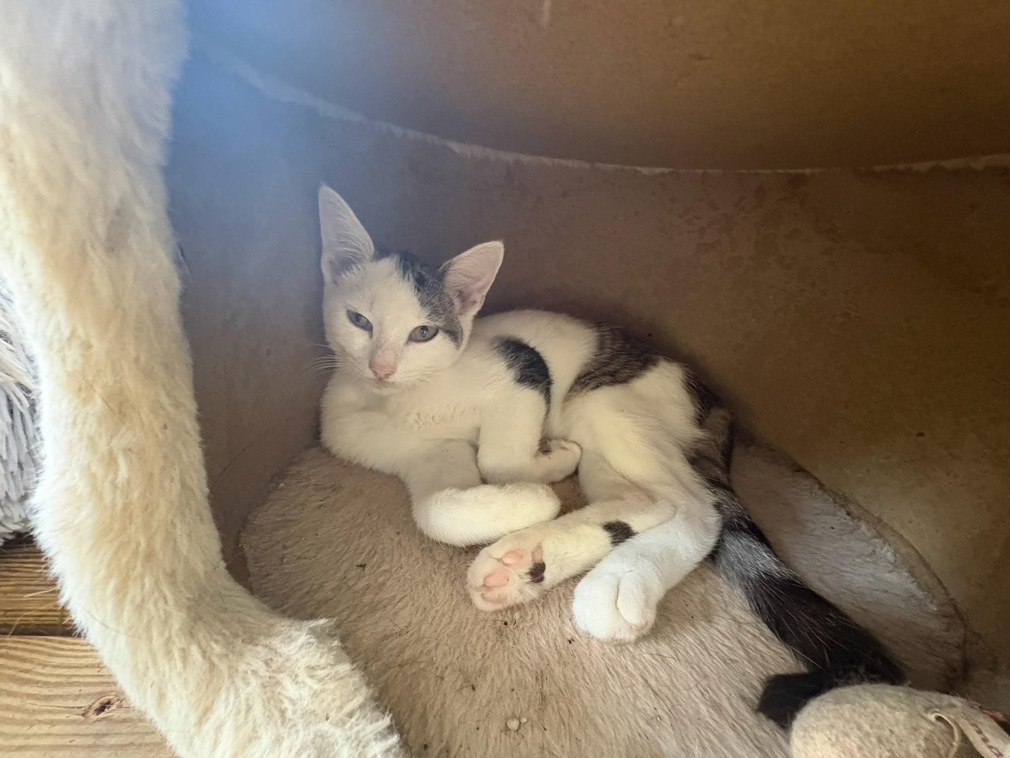 Beetlebug, Adopted, Kitten Male Tabby.