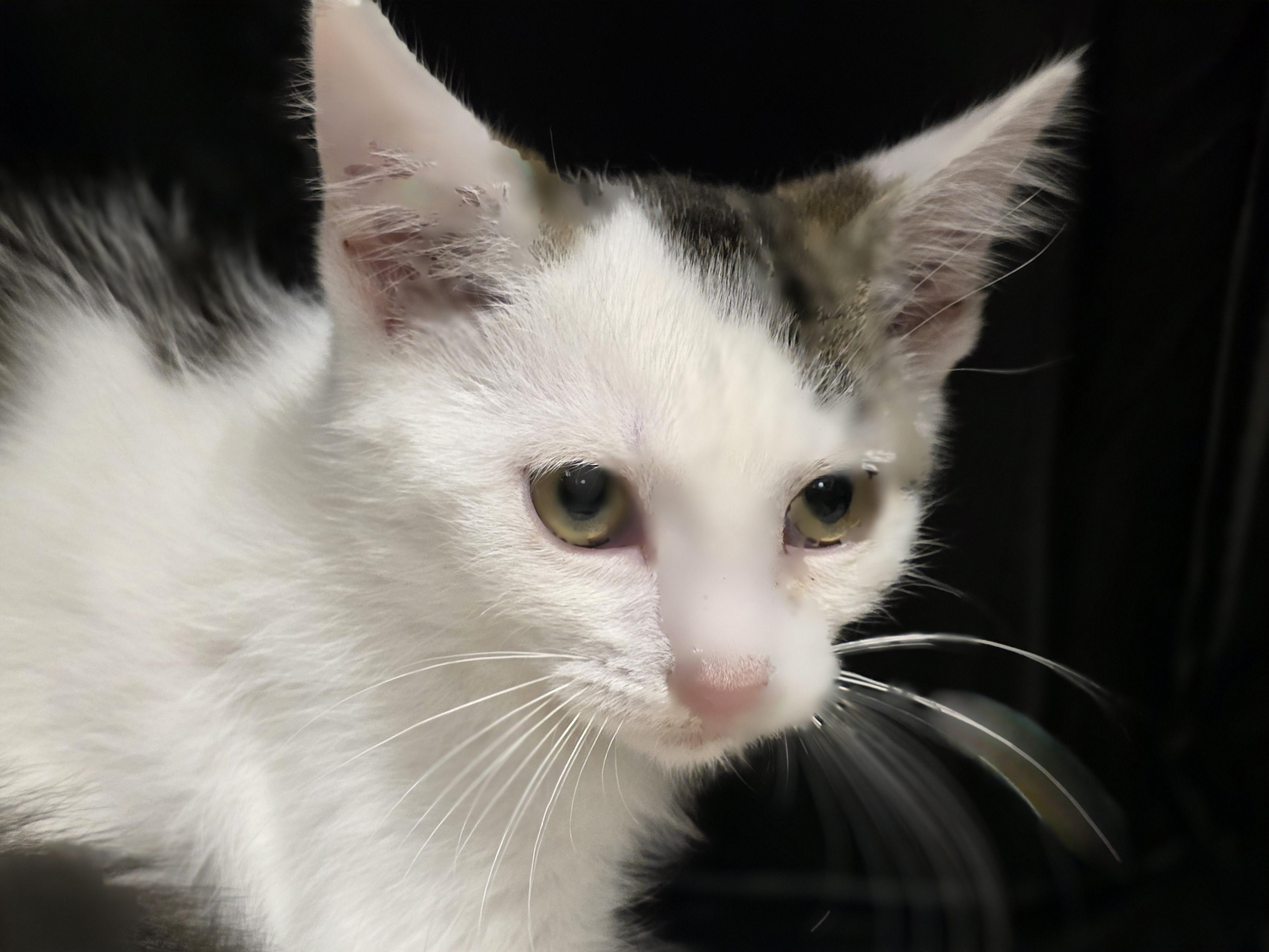Enlarge Beetlebug, a Adopted Tabby in Richmond, VA image 4/6