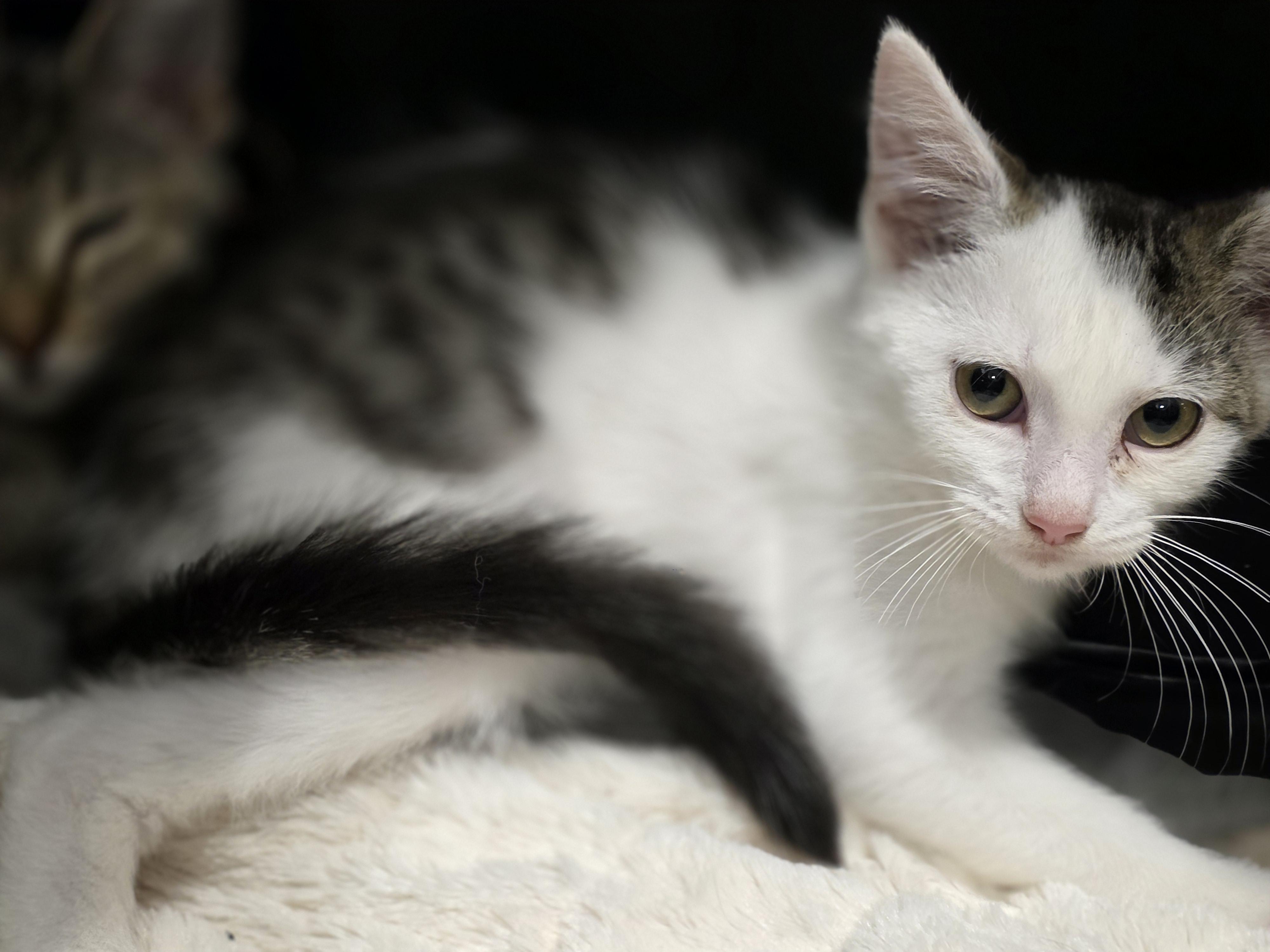 Enlarge Beetlebug, a Adopted Tabby in Richmond, VA image 6/6