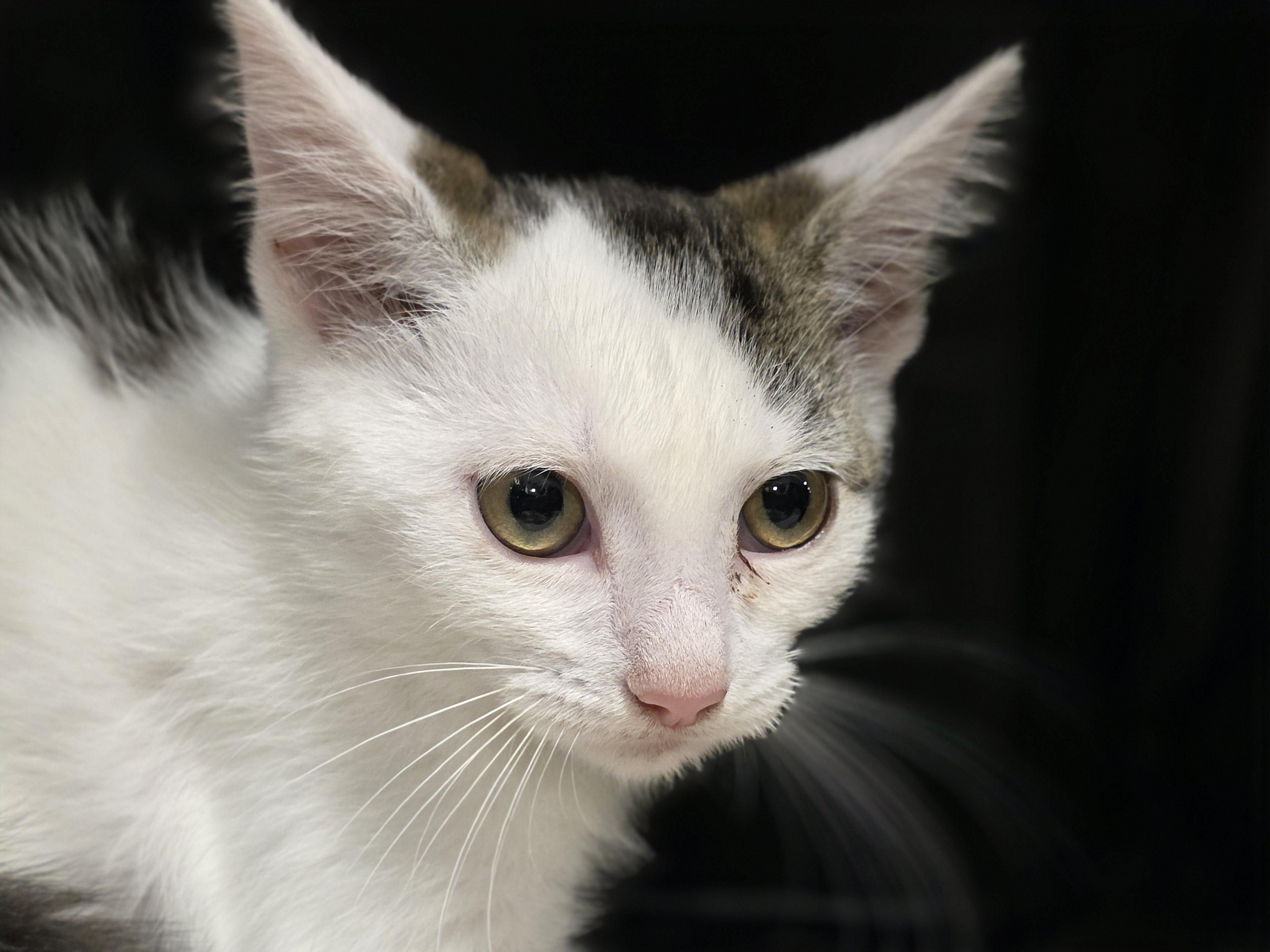 Enlarge Beetlebug, a Adopted Tabby in Richmond, VA image 5/6