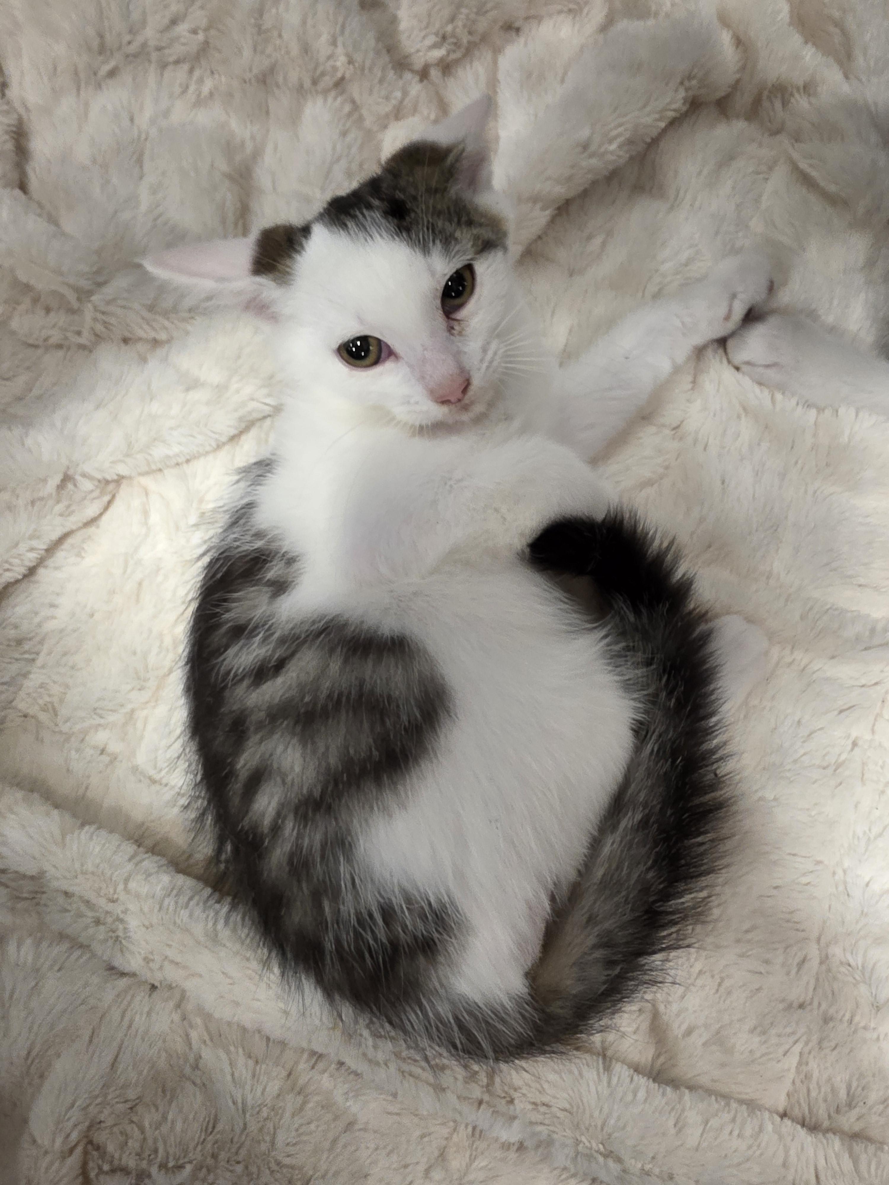 Enlarge Beetlebug, a Adopted Tabby in Richmond, VA image 3/6