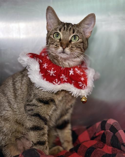 TOODALOO, Adoptable, Young Female Domestic Short Hair.