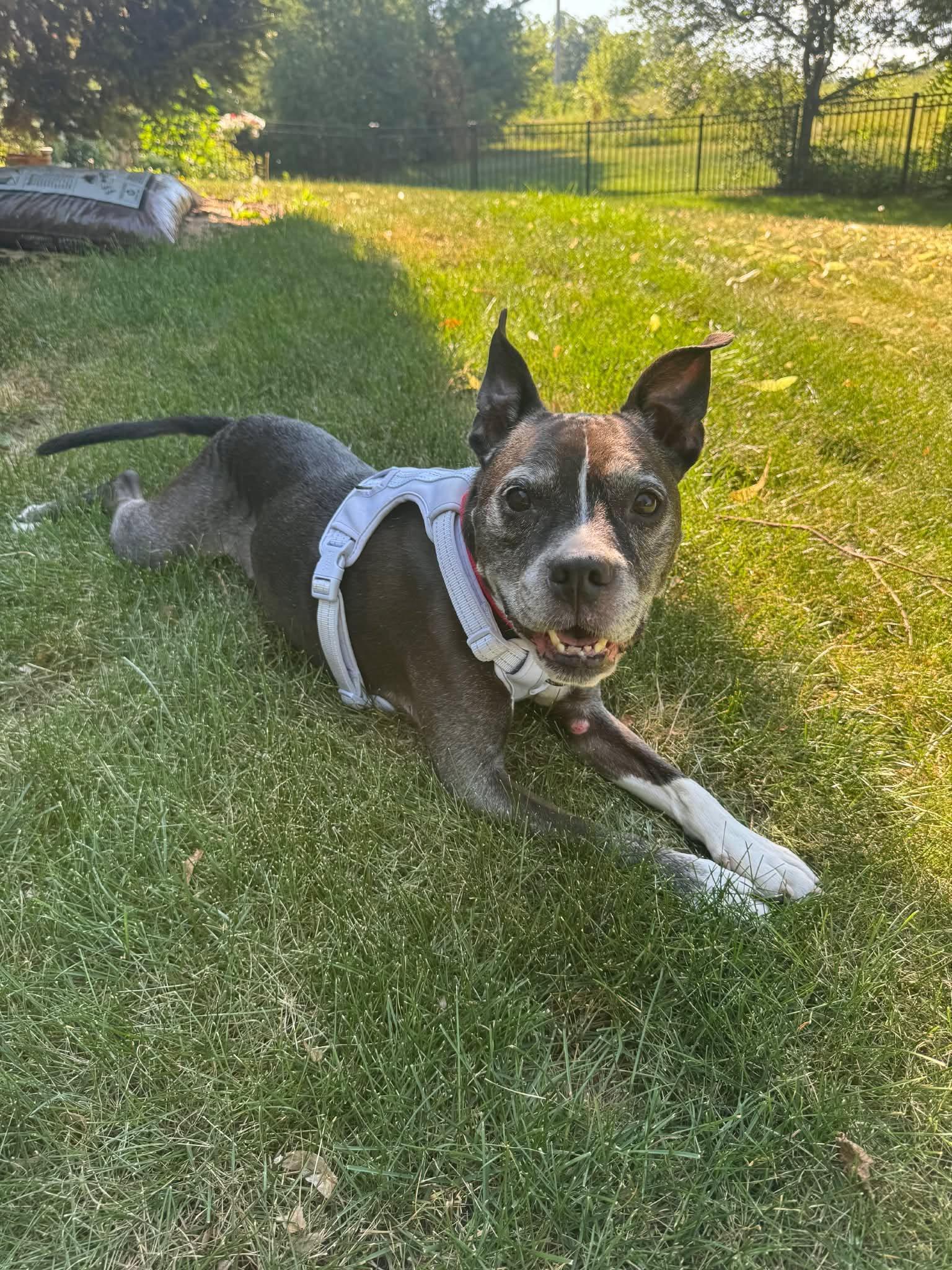 Bella, Adoptable, Senior Female American Staffordshire Terrier & Boston Terrier.