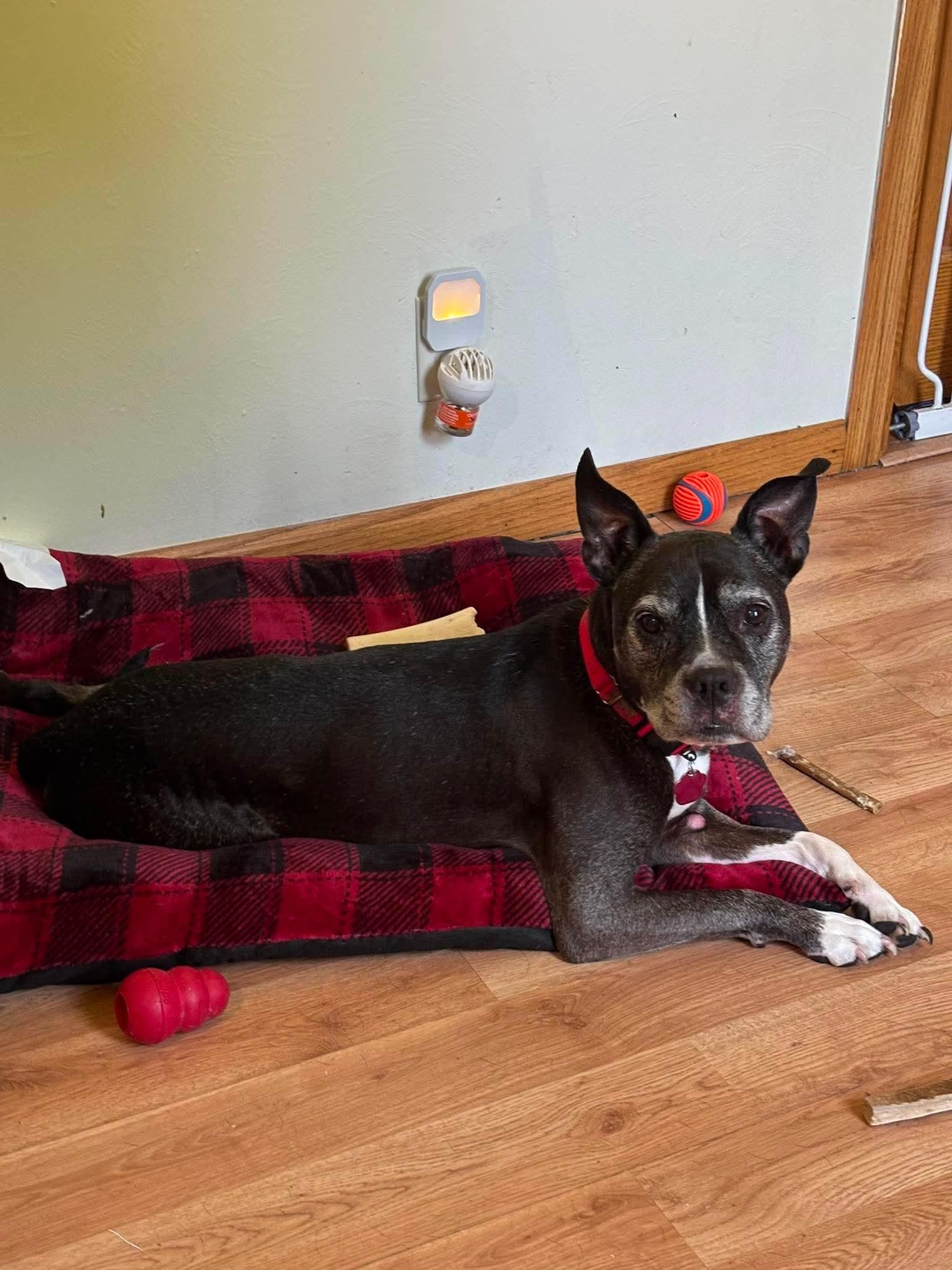 Enlarge Bella, a Adoptable mixed breed in Little Chute, WI image 2/5