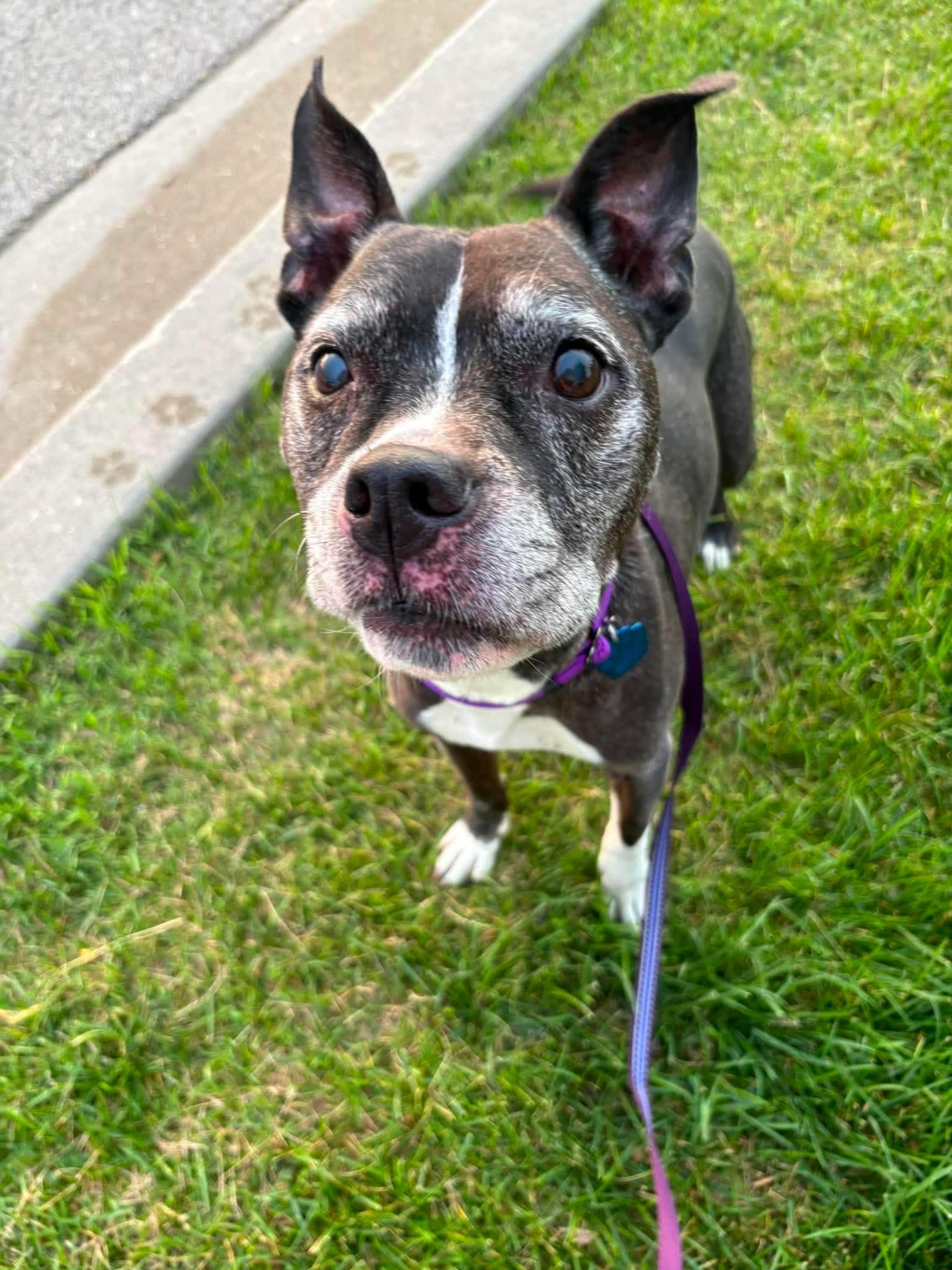 Enlarge Bella, a Adoptable mixed breed in Little Chute, WI image 3/5