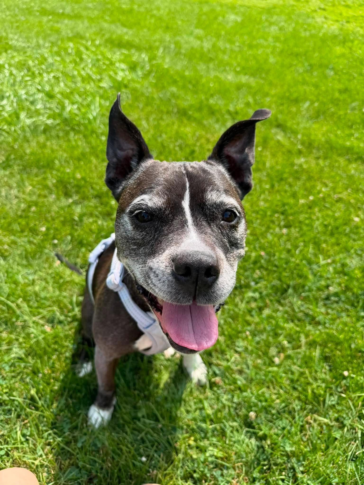 Enlarge Bella, a Adoptable mixed breed in Little Chute, WI image 4/5
