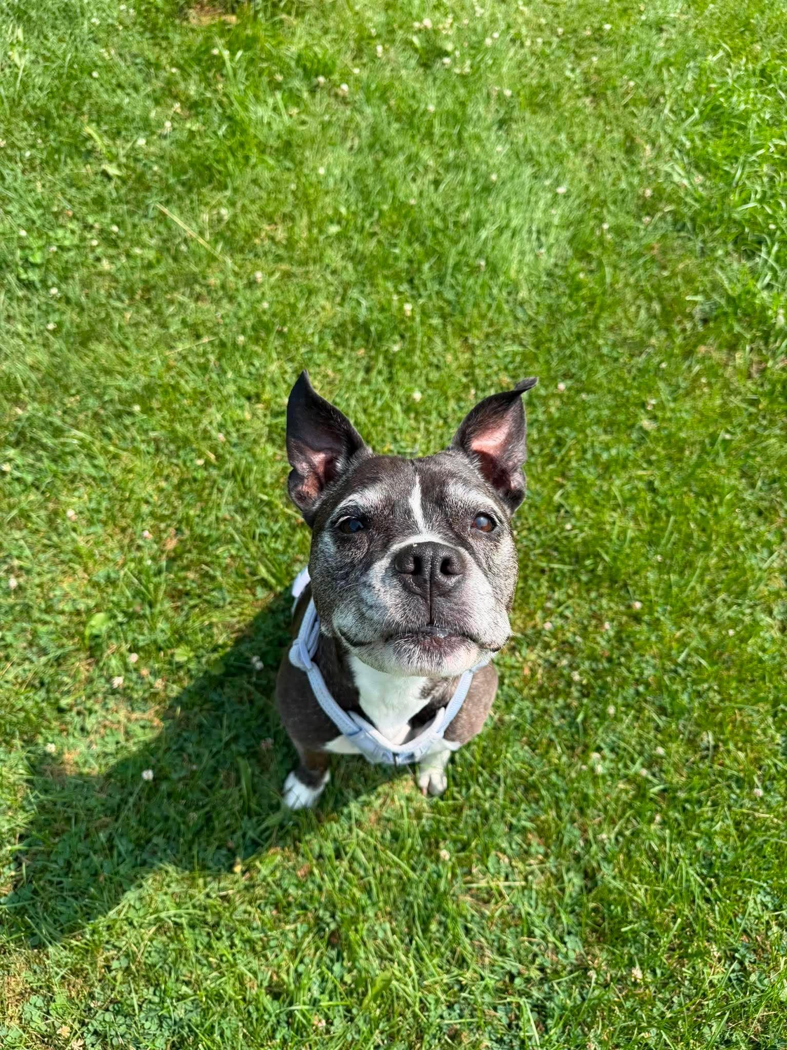Enlarge Bella, a Adoptable mixed breed in Little Chute, WI image 5/5