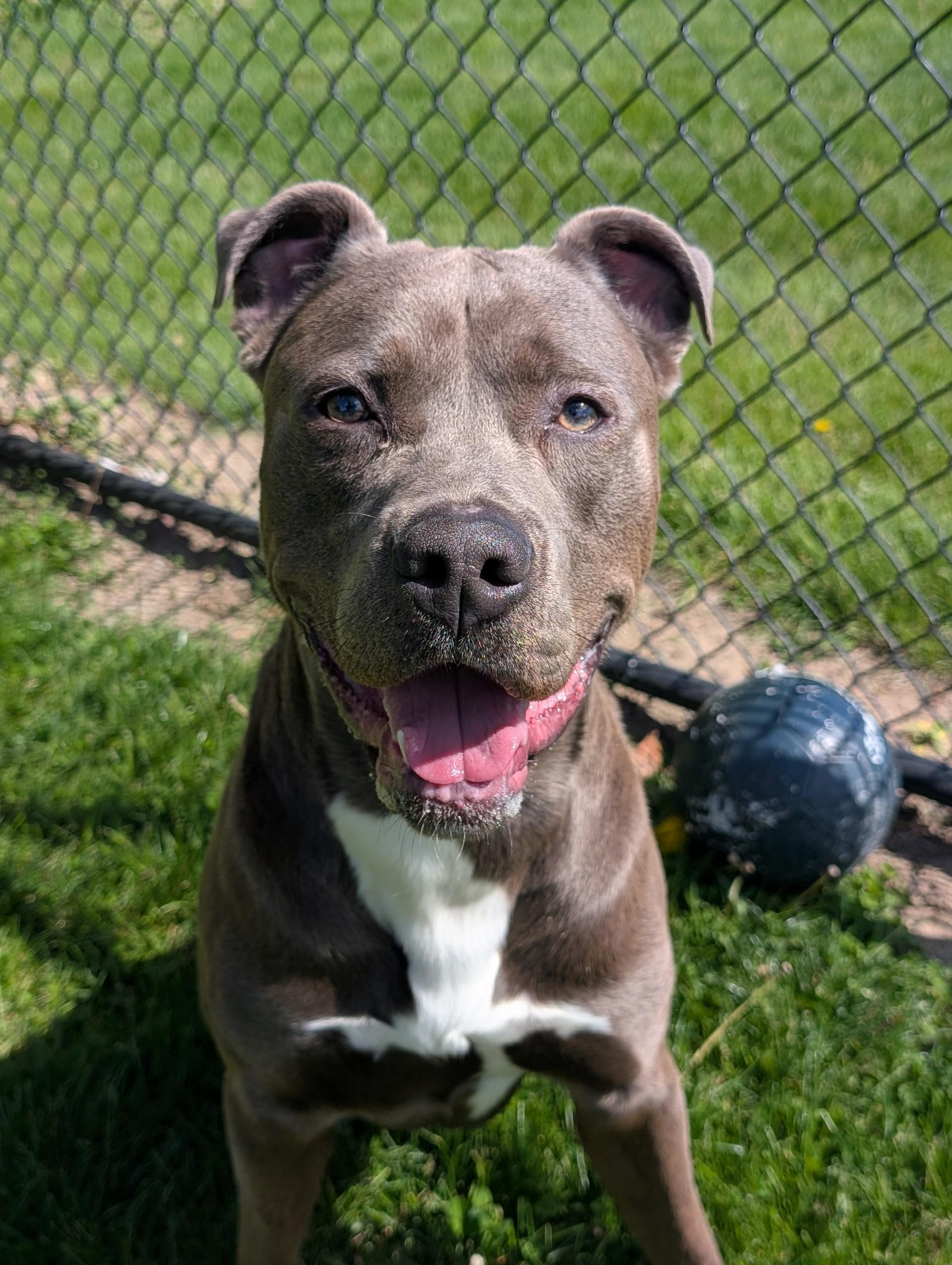 Ace, an adoptable mixed breed in Cedar Rapids, IA image 2/5