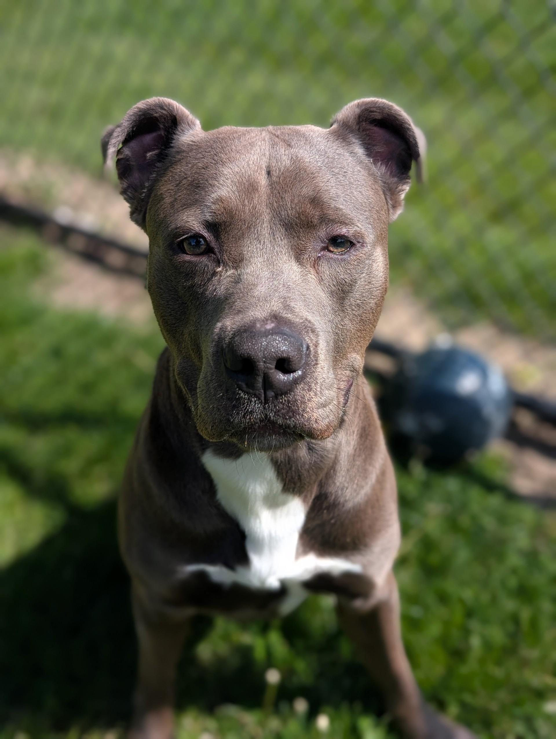 Ace, an adoptable mixed breed in Cedar Rapids, IA image 5/5
