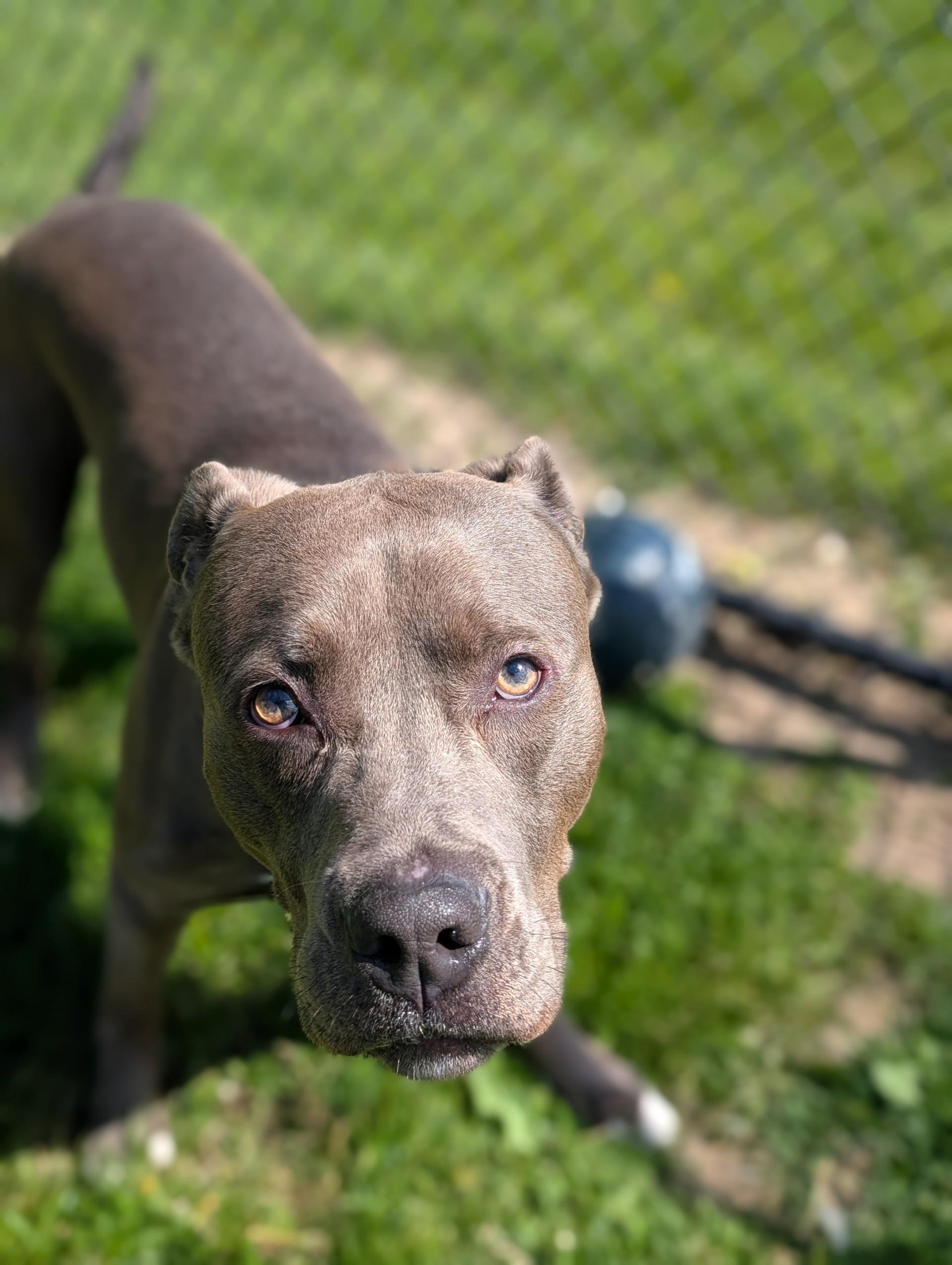 Ace, an adoptable mixed breed in Cedar Rapids, IA image 3/5