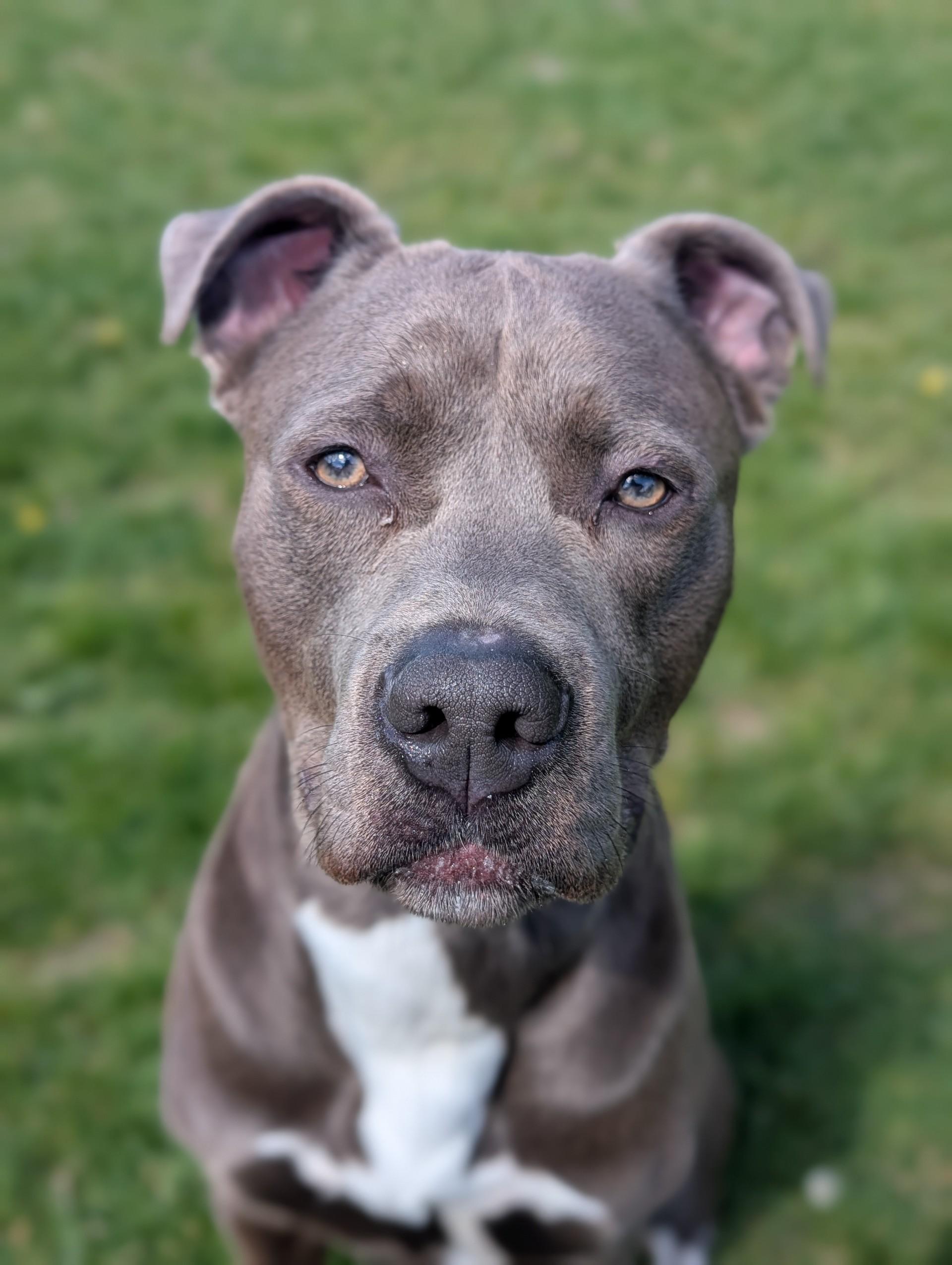 Ace, an adoptable mixed breed in Cedar Rapids, IA image 4/5