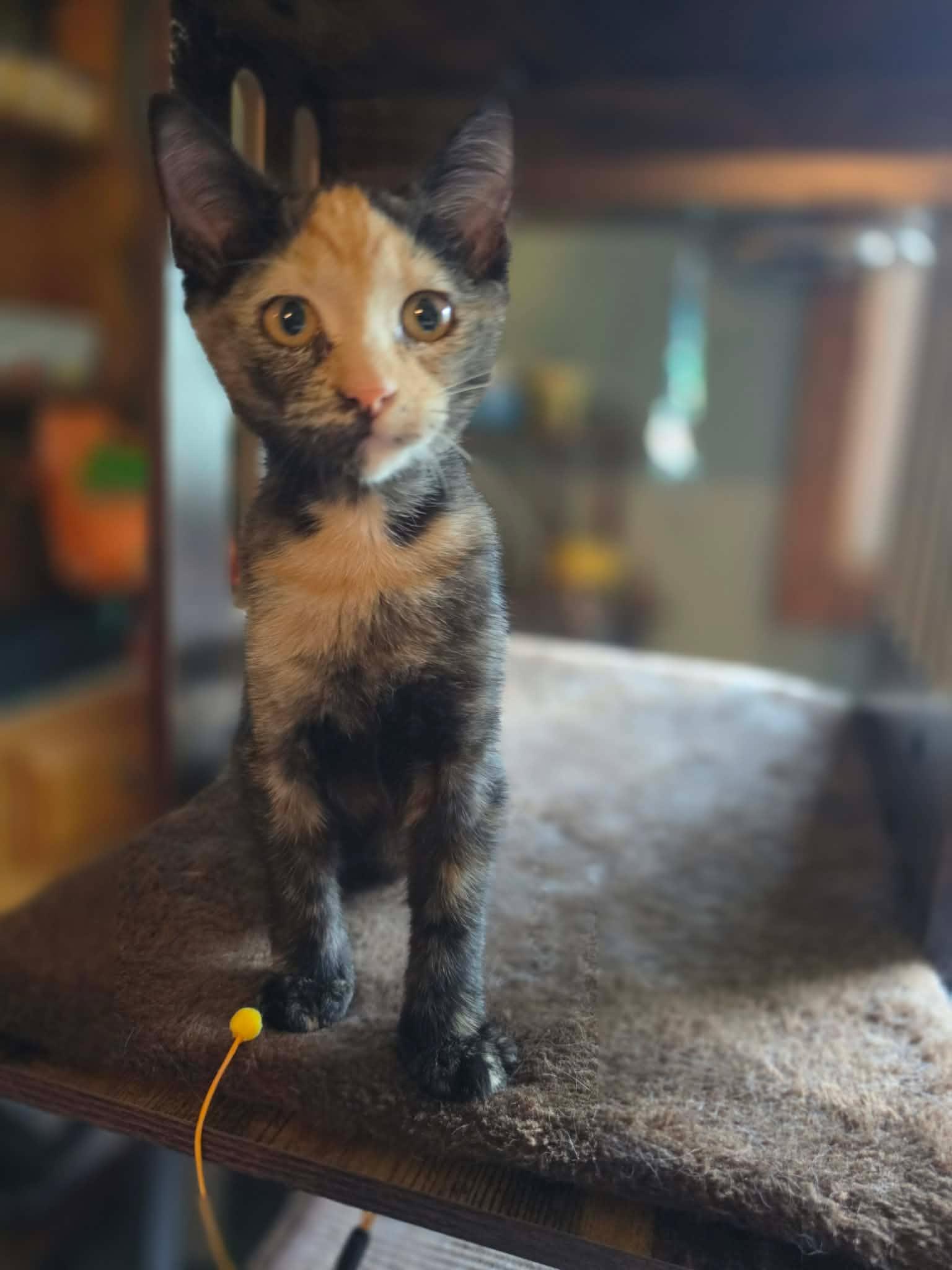 Enlarge Meowserati, a Adopted Domestic Short Hair in Overland Park, KS image 2/3
