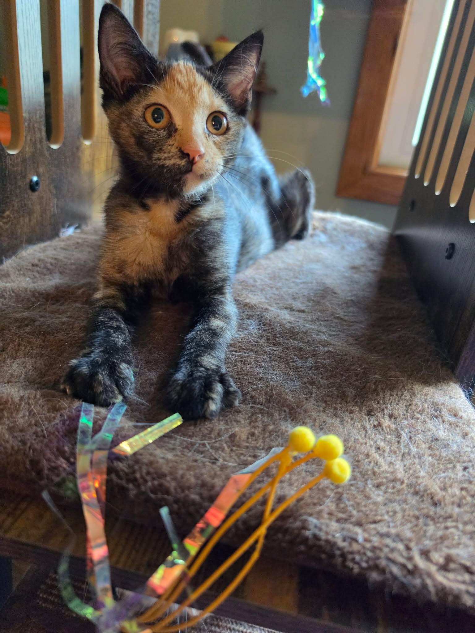 Enlarge Meowserati, a Adopted Domestic Short Hair in Overland Park, KS image 3/3