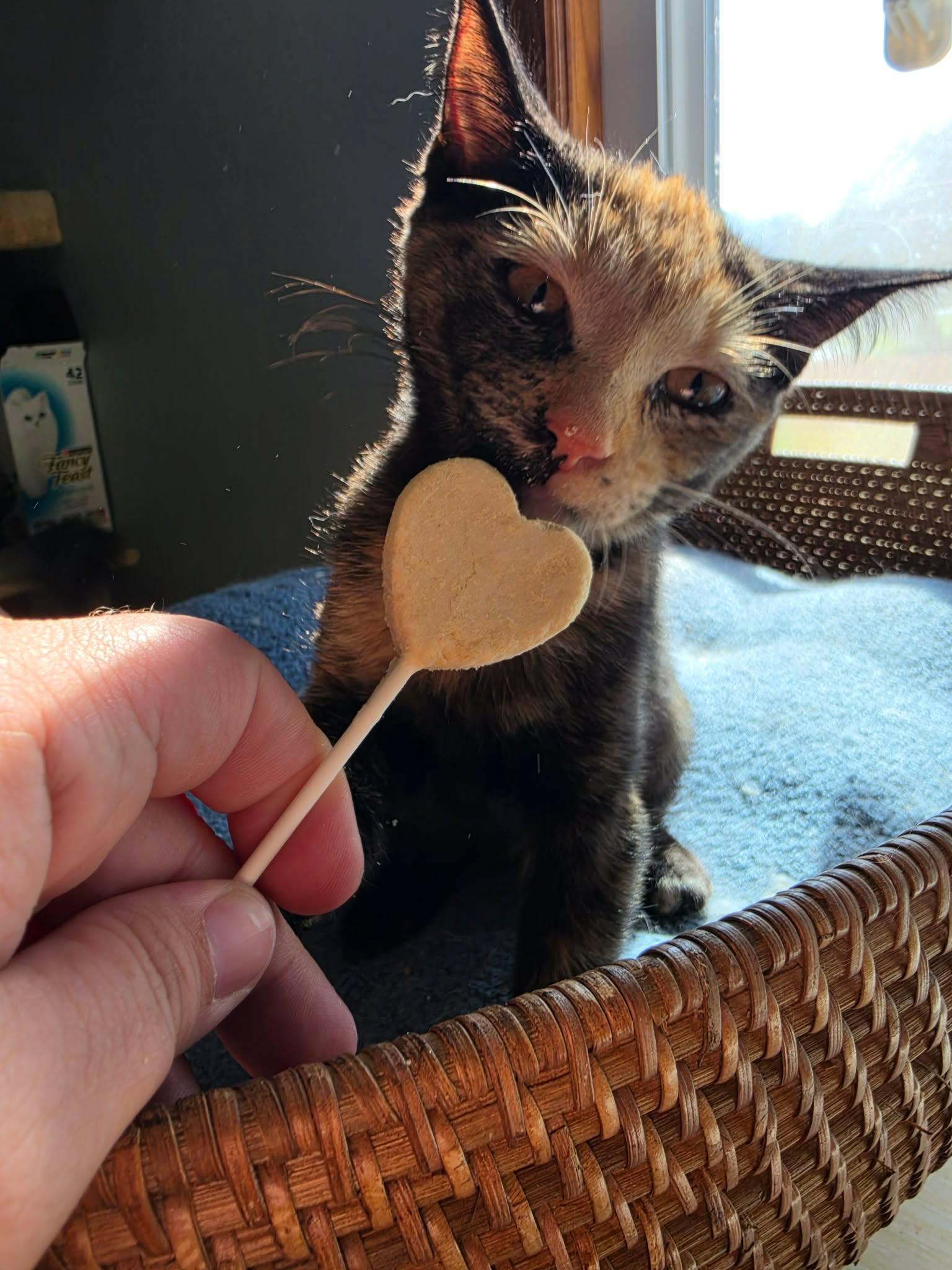Meowserati, Adopted, Kitten Female Domestic Short Hair.