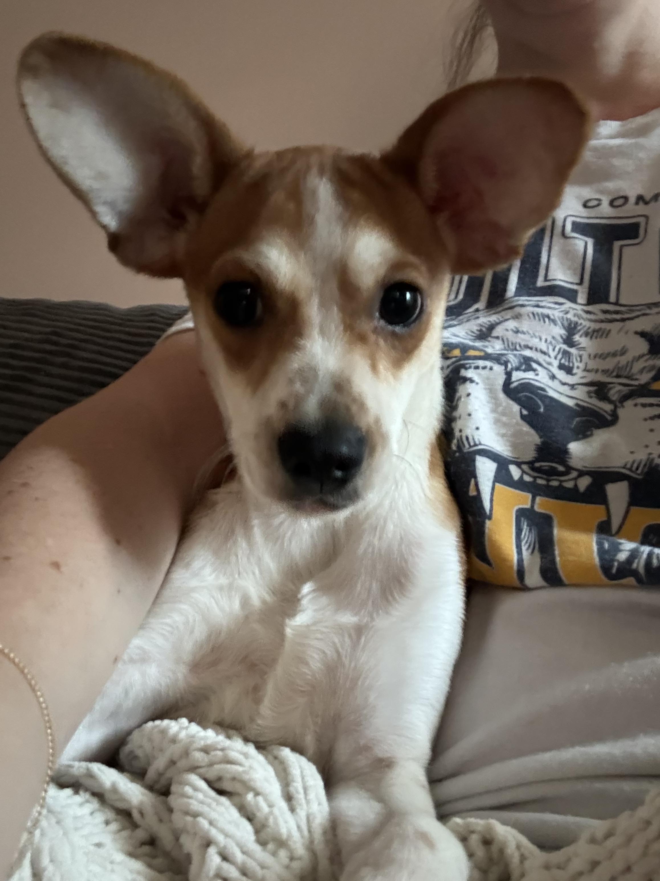 Enlarge Pluto, a Adoptable mixed breed in Atlanta, GA image 3/3