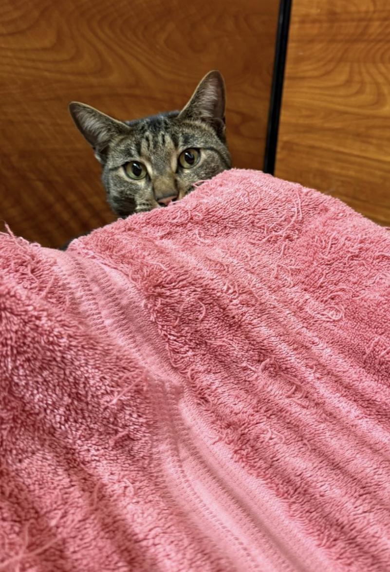 Enlarge Hunter, a Adoptable Domestic Short Hair in Canton, MA image 2/2