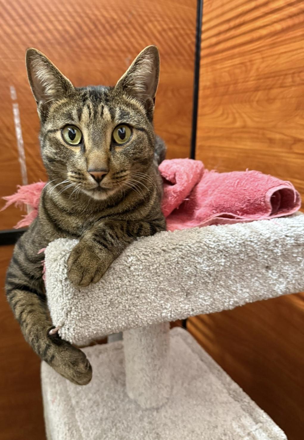 Enlarge Hunter, a Adoptable Domestic Short Hair in Canton, MA image 1/2