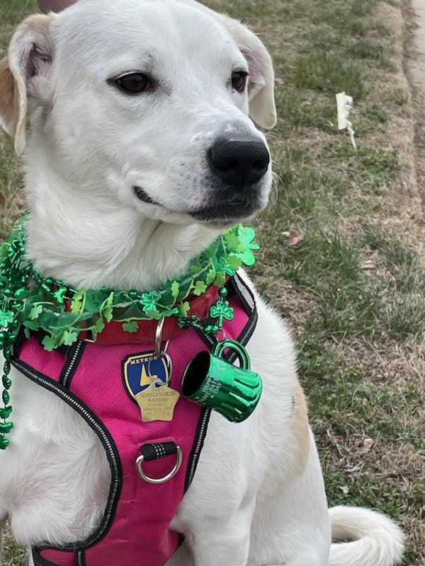 Laci, a ADOPTABLE mixed breed in Leavenworth, KS image 4/6