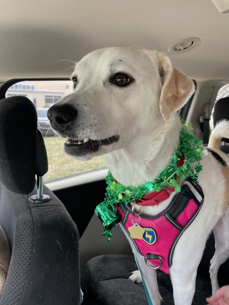 Laci, a ADOPTABLE mixed breed in Leavenworth, KS image 6/6